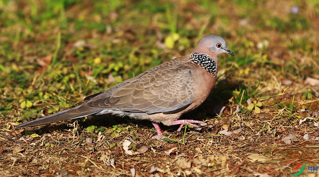 �ݵ��ϵİ��