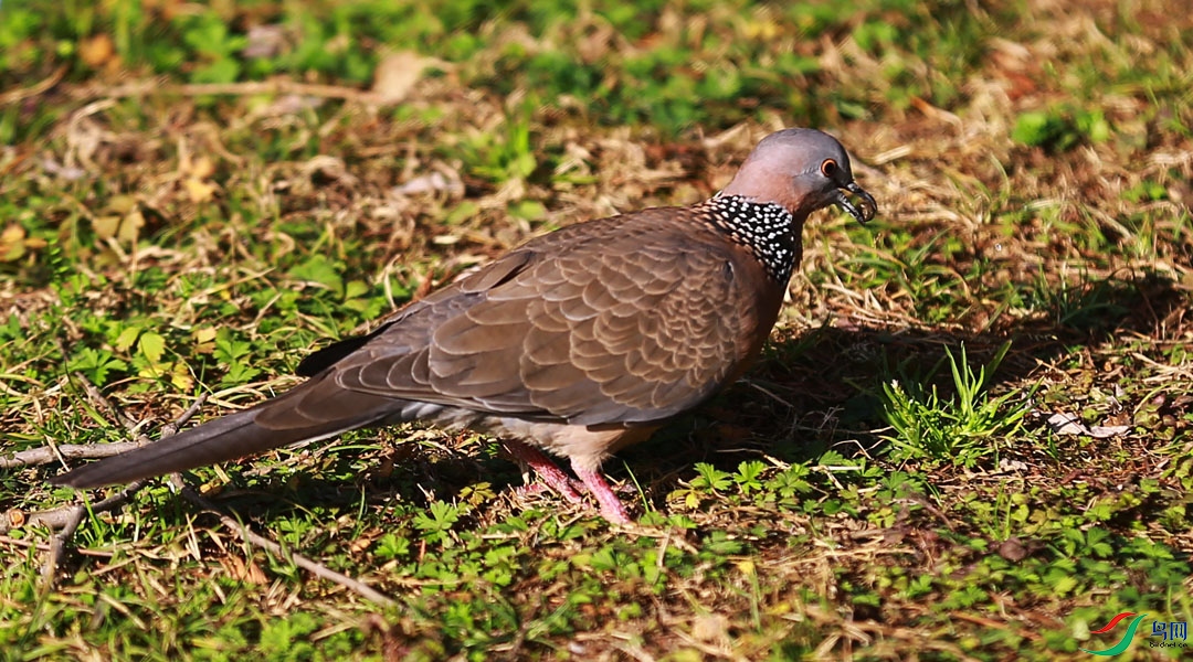 �ݵ�����ʳ�İ��