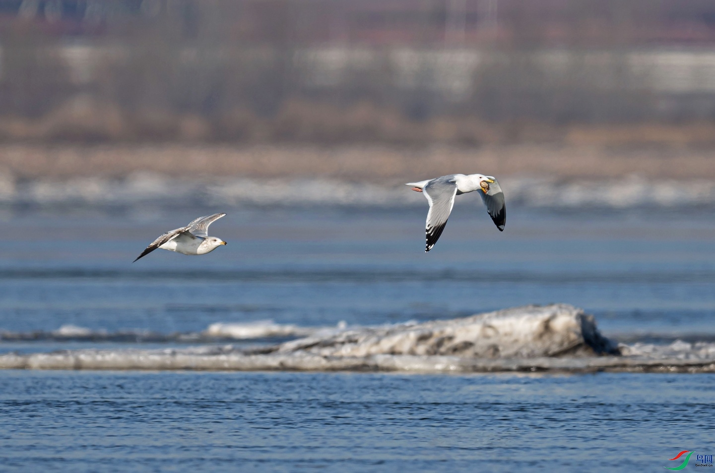 _DSC4769��ʳ.jpg