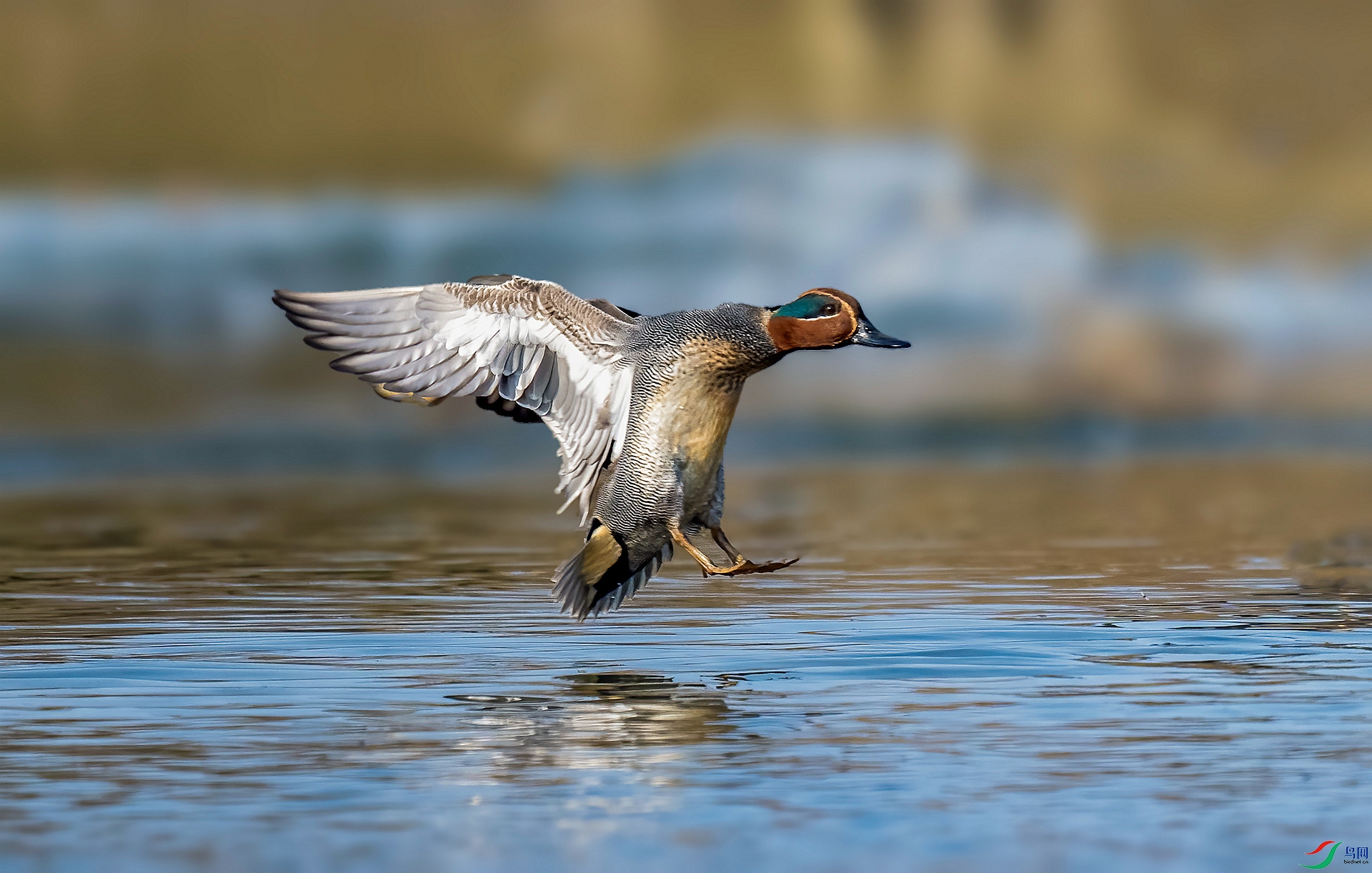 DSC_6680 ����_����.jpg