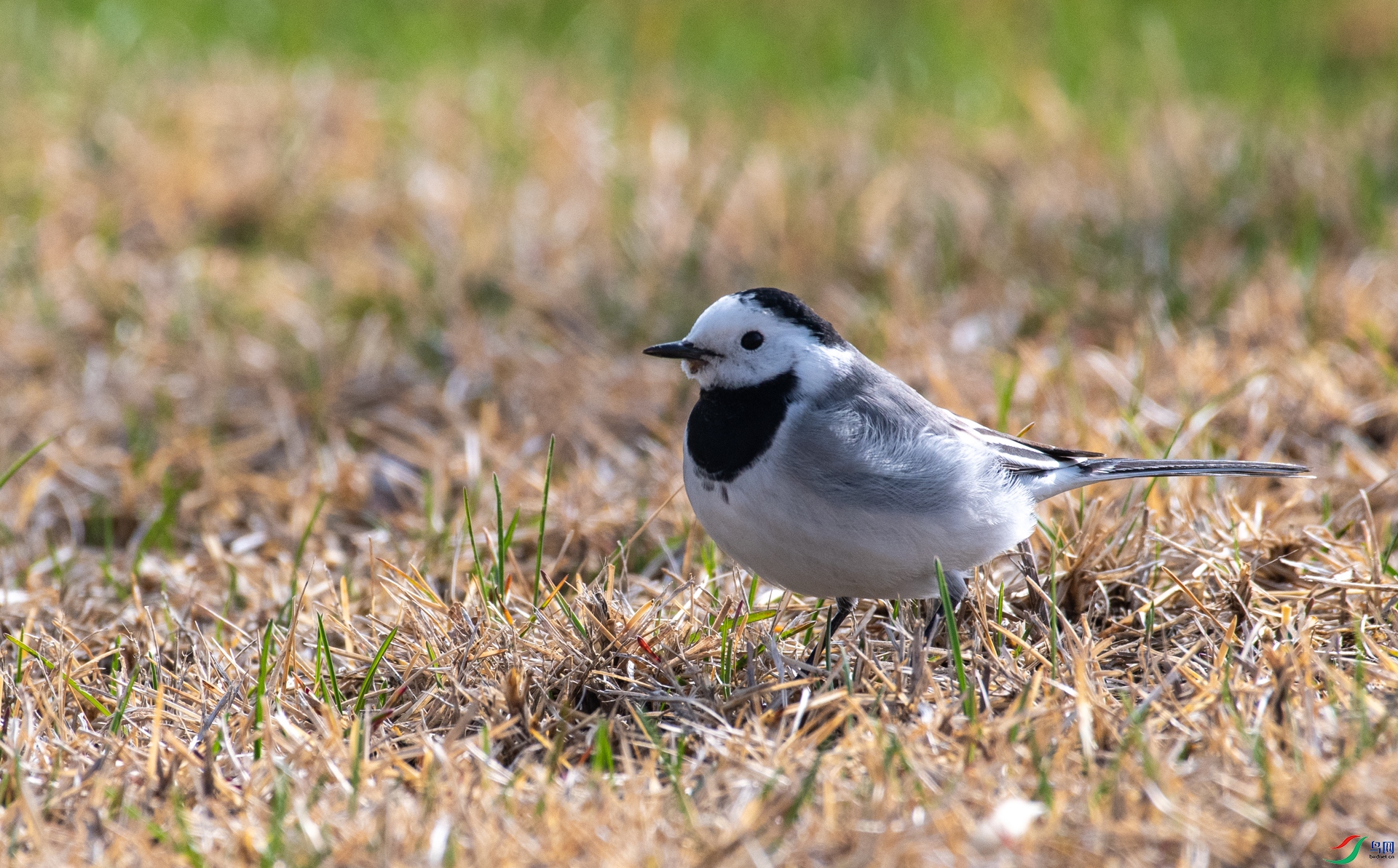 DSC_1398.jpg