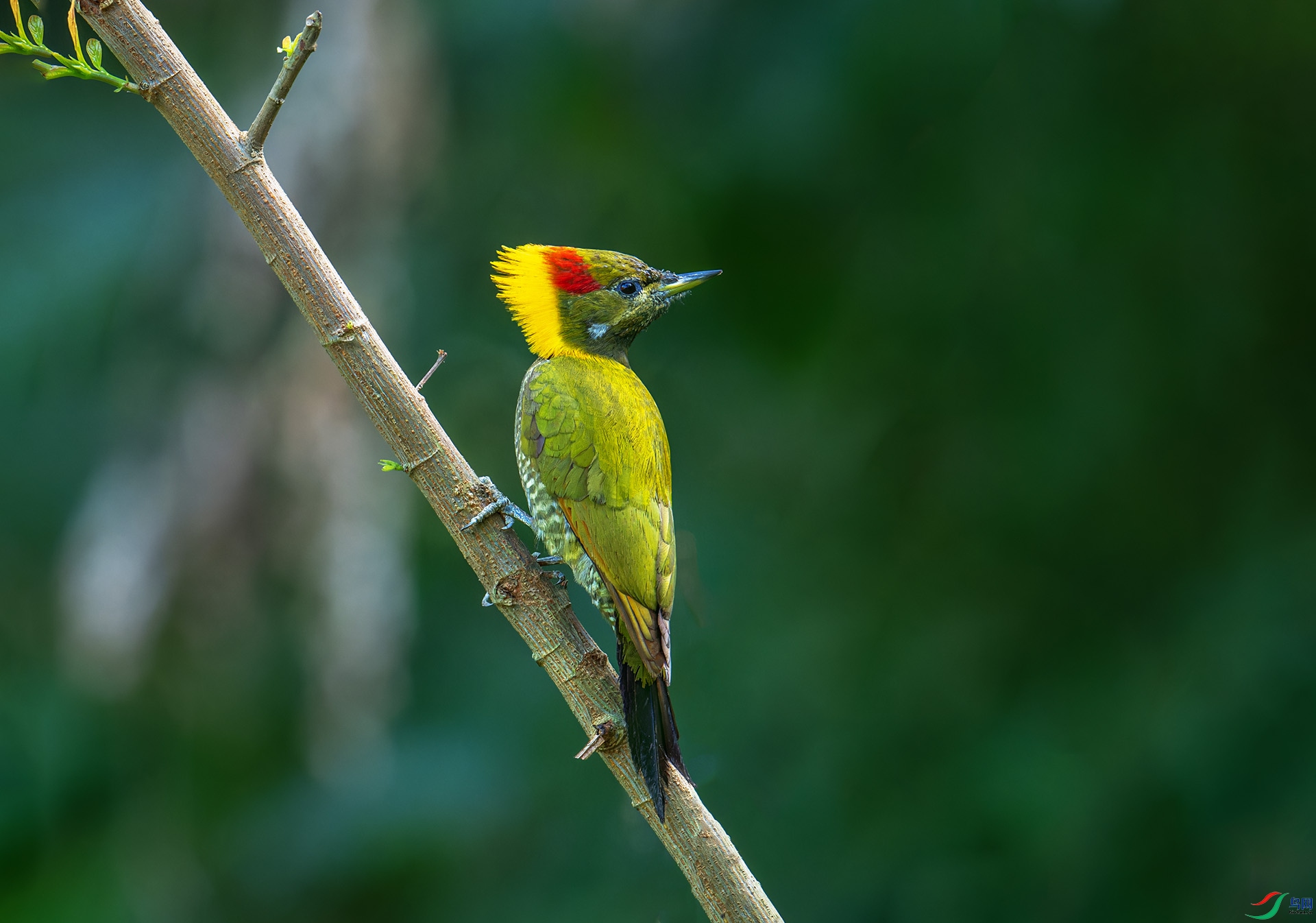 DSC_0354-1.jpg