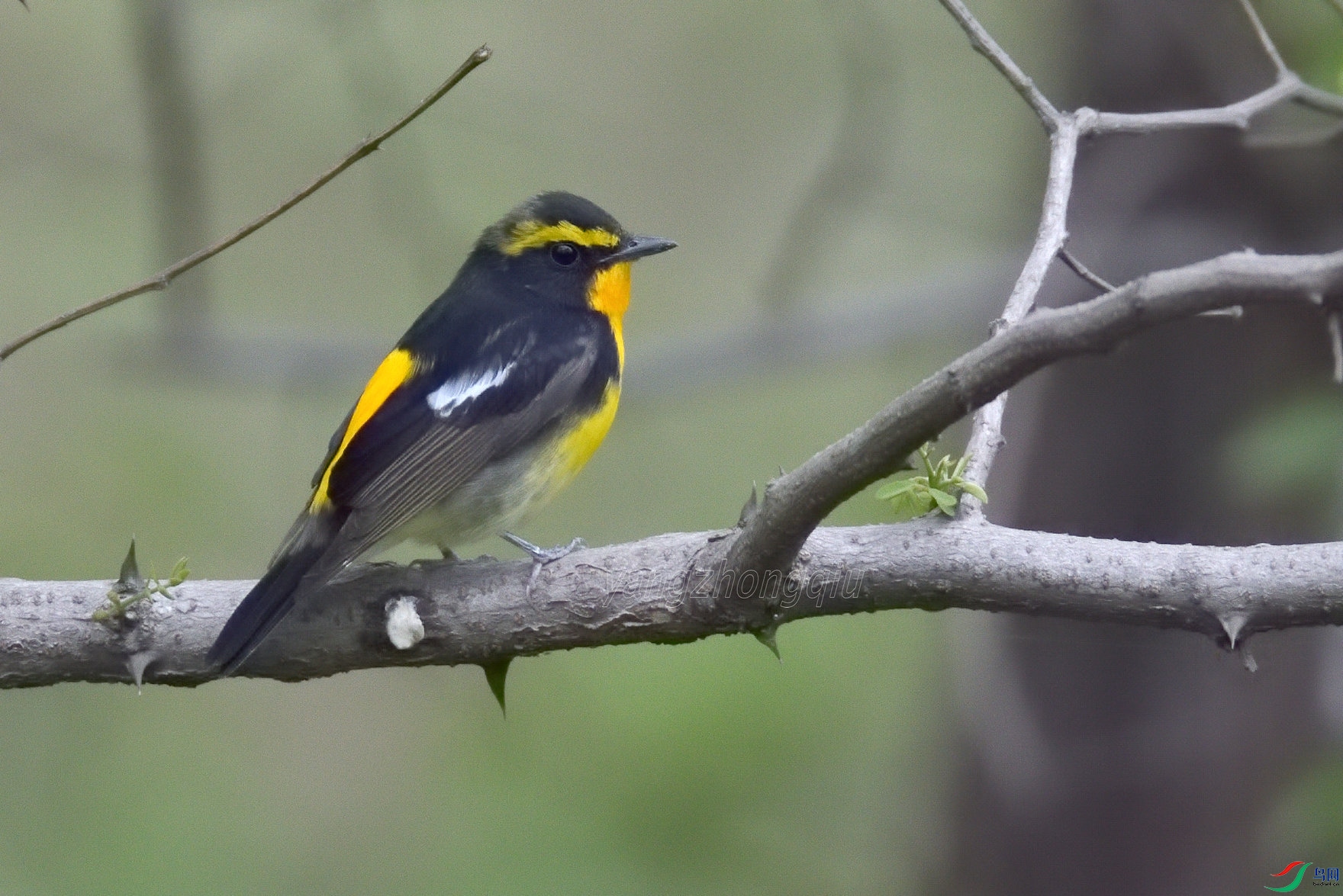 ��ü���l����