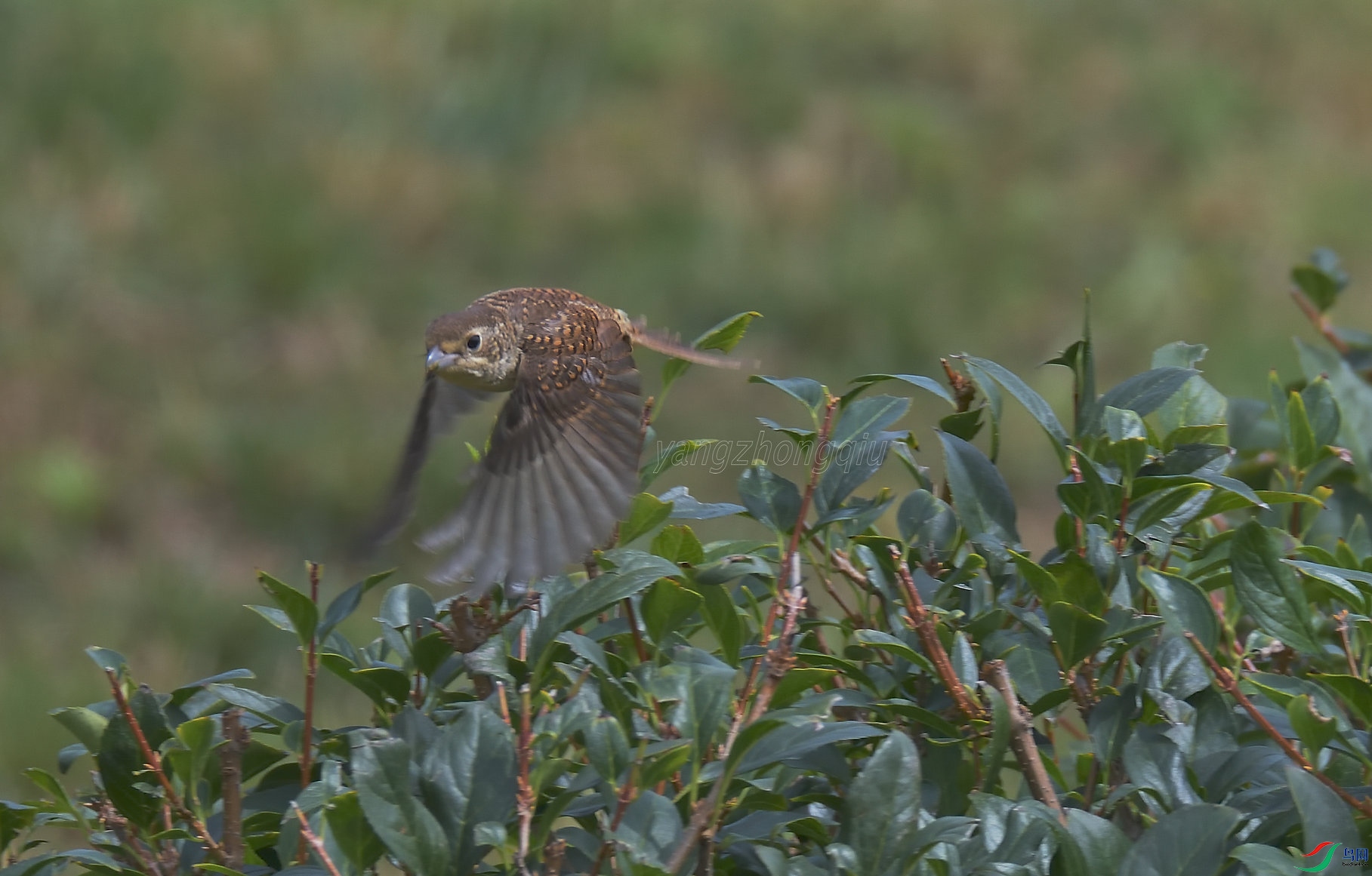 ���Ʋ���