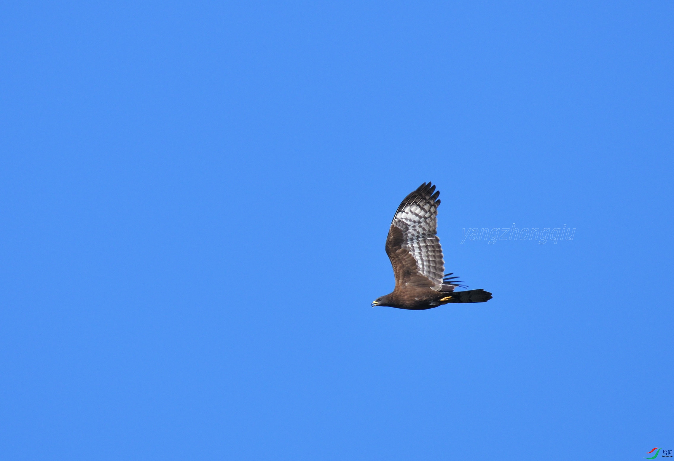 ��ͷ��ӥ��ɫ��