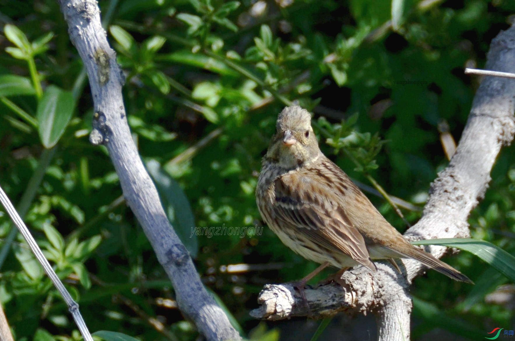 ��ͷ�M����