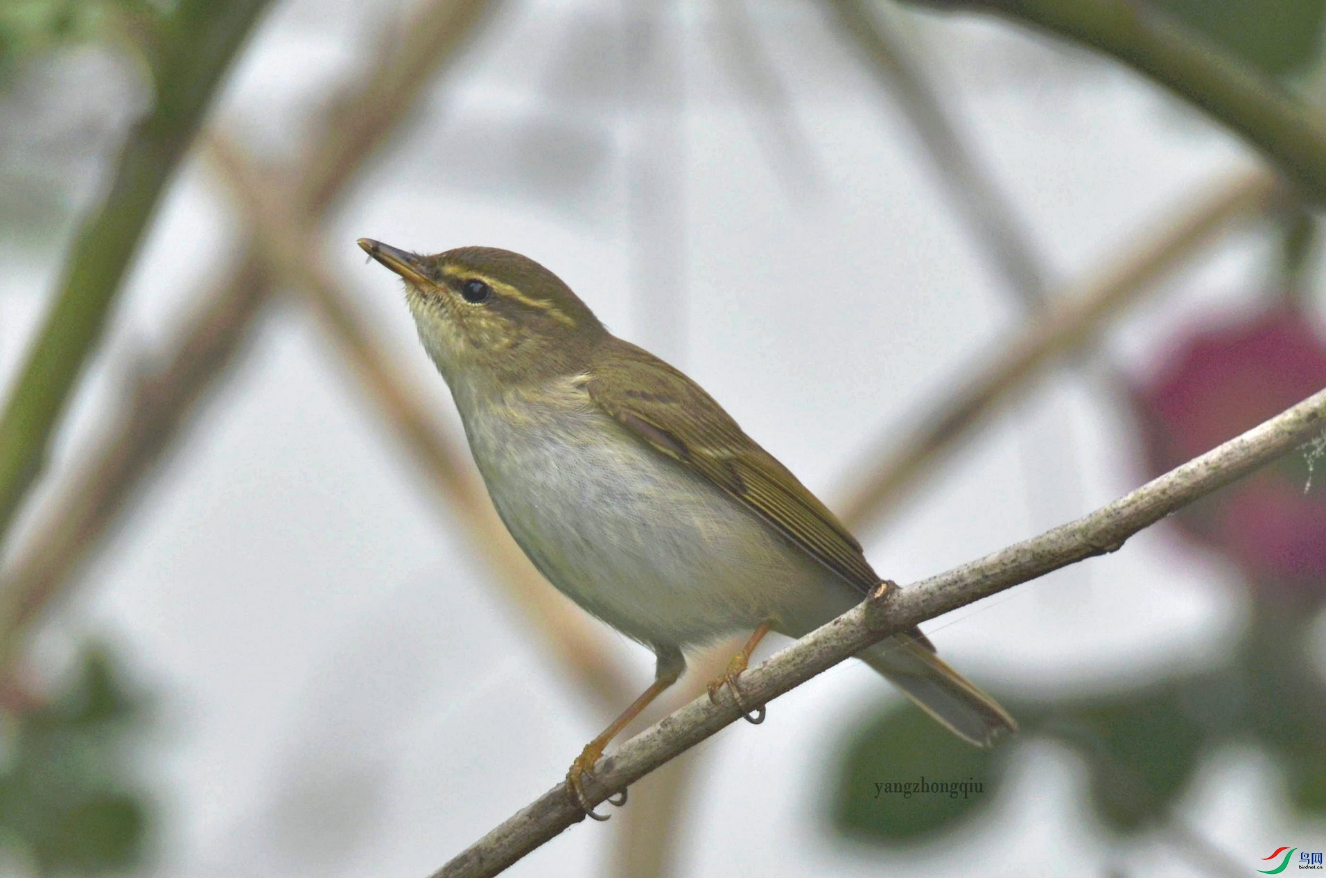 ������ݺ