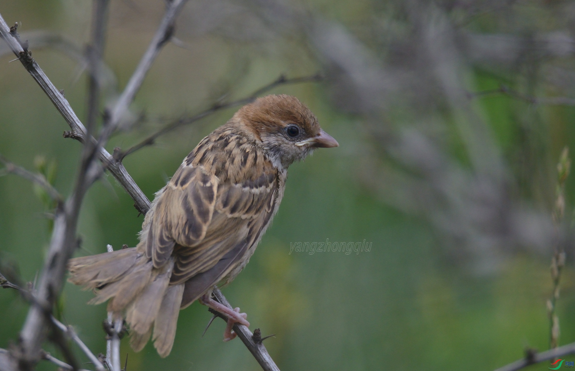 ��ȸ�ǳ���