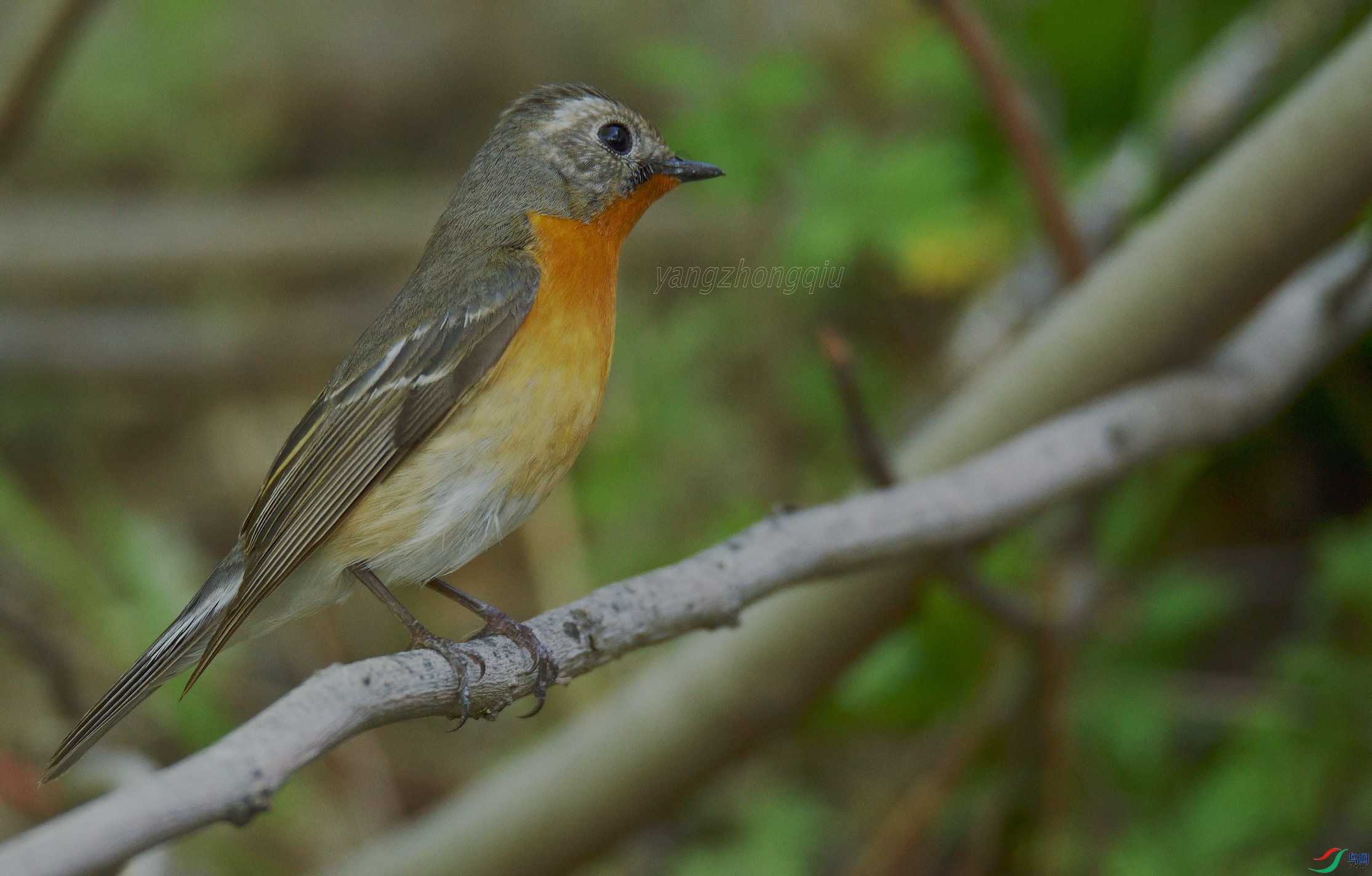 𶼧�l����