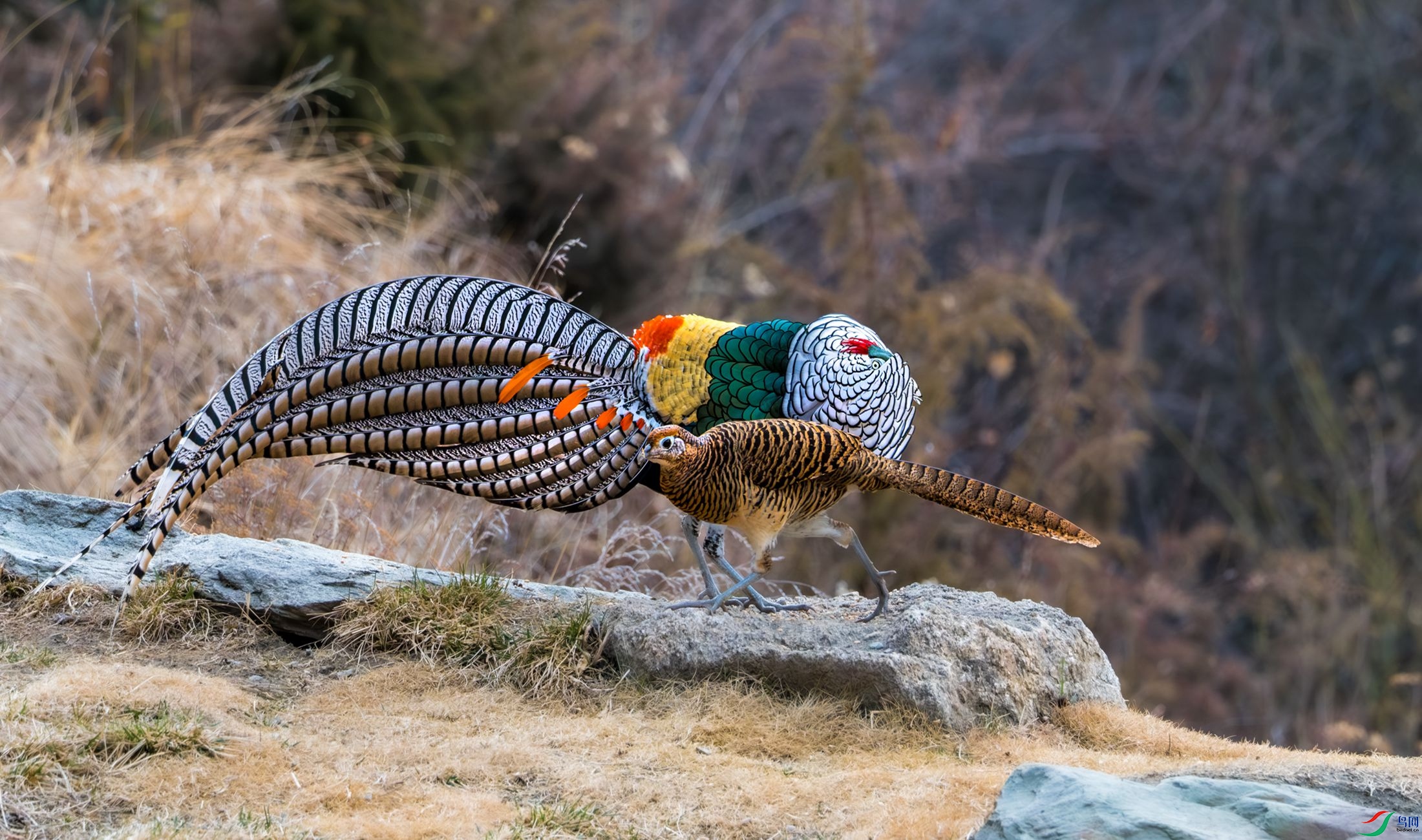 �׸�������ż