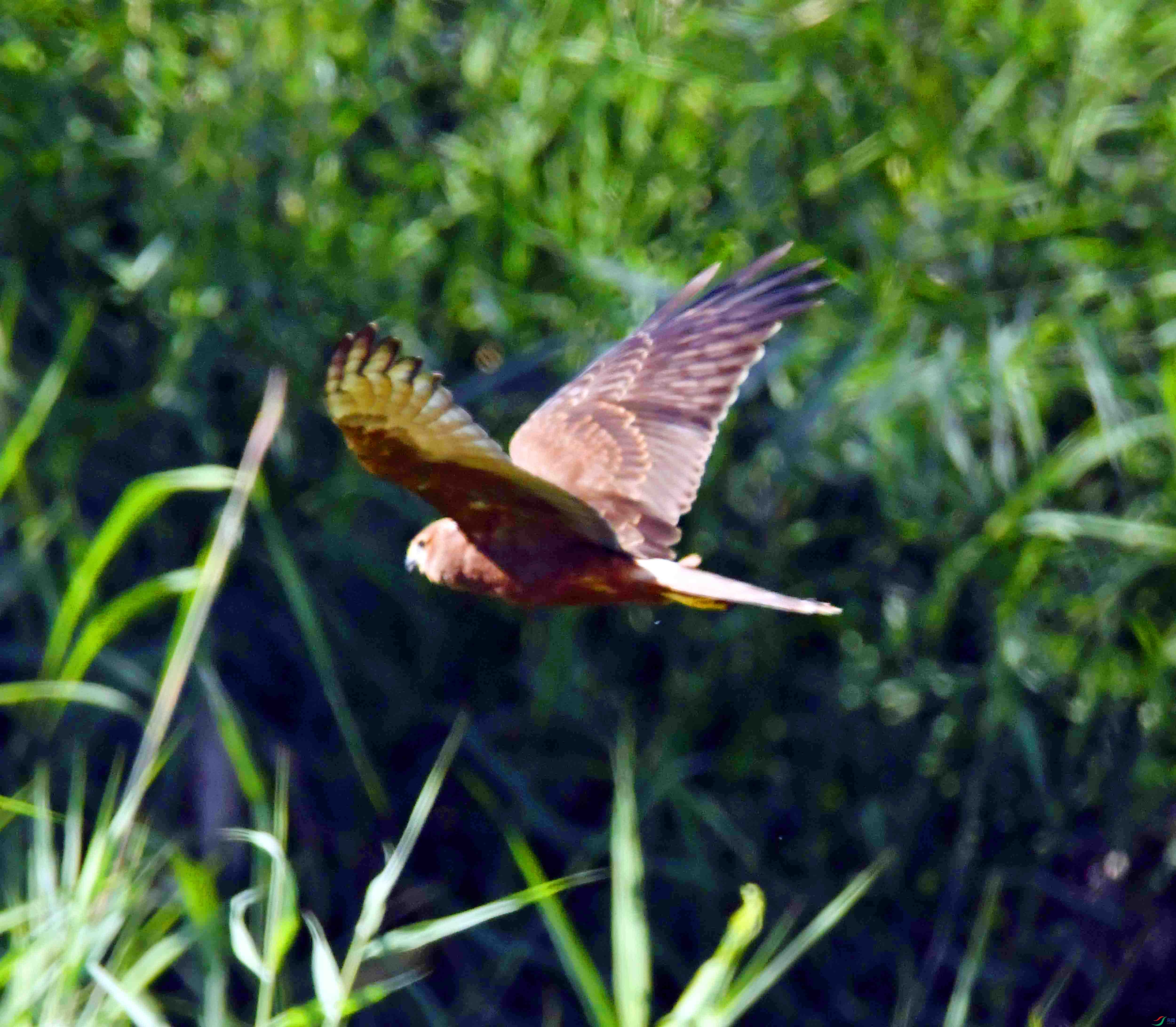 DSC_8548.JPG
