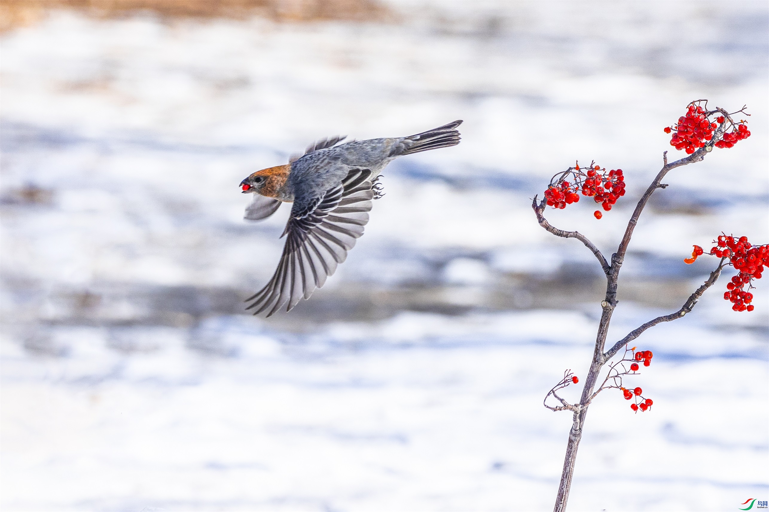 1K3A5446 ����1.jpg