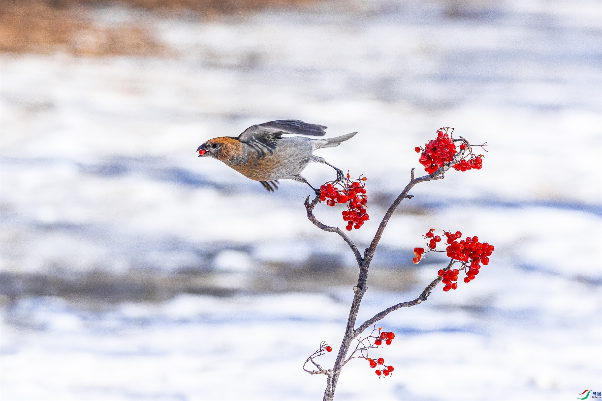 1K3A5444 ����1.jpg