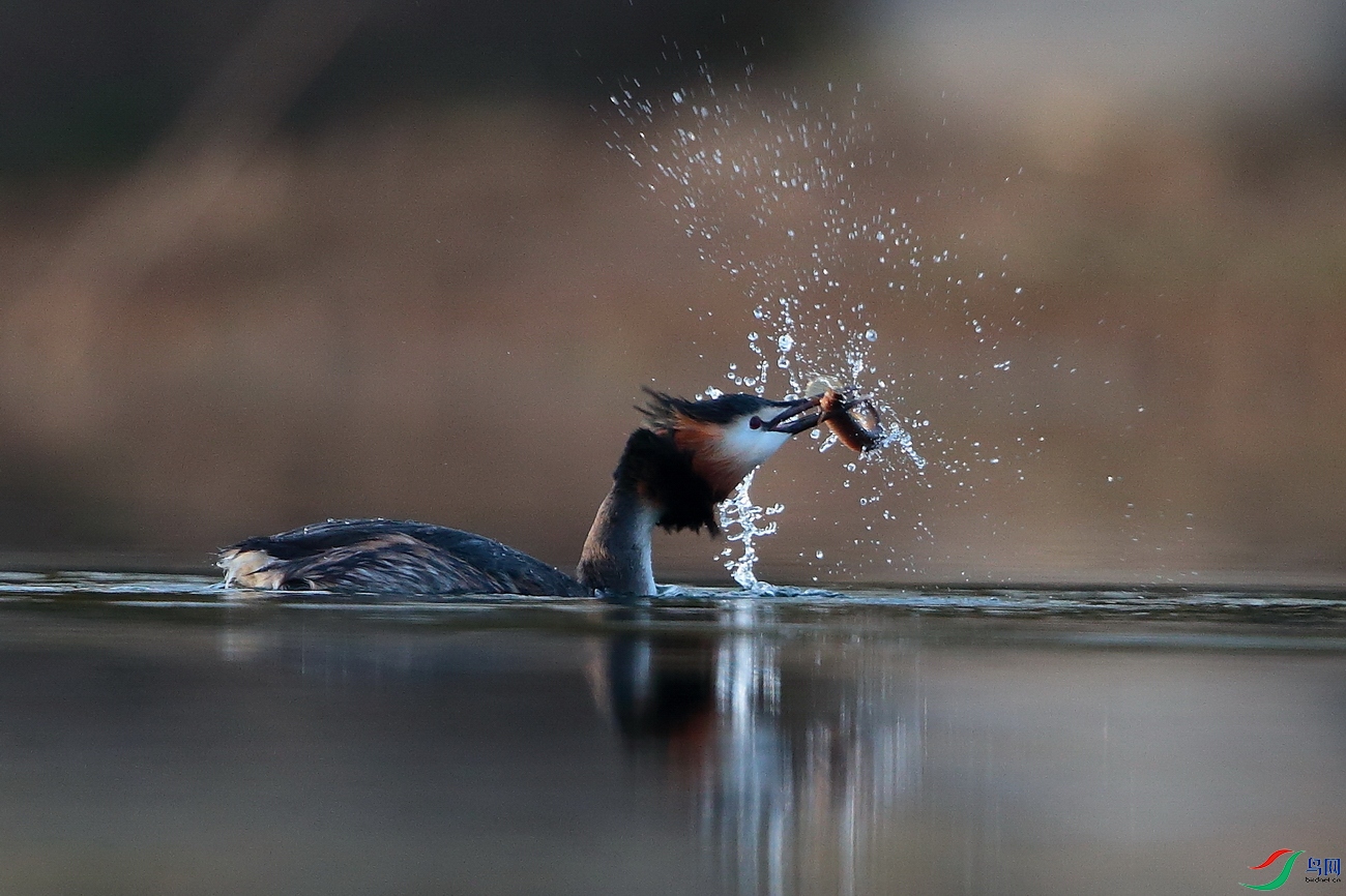 ��������1-AV1I9590 - ���� - ���� (2).jpg