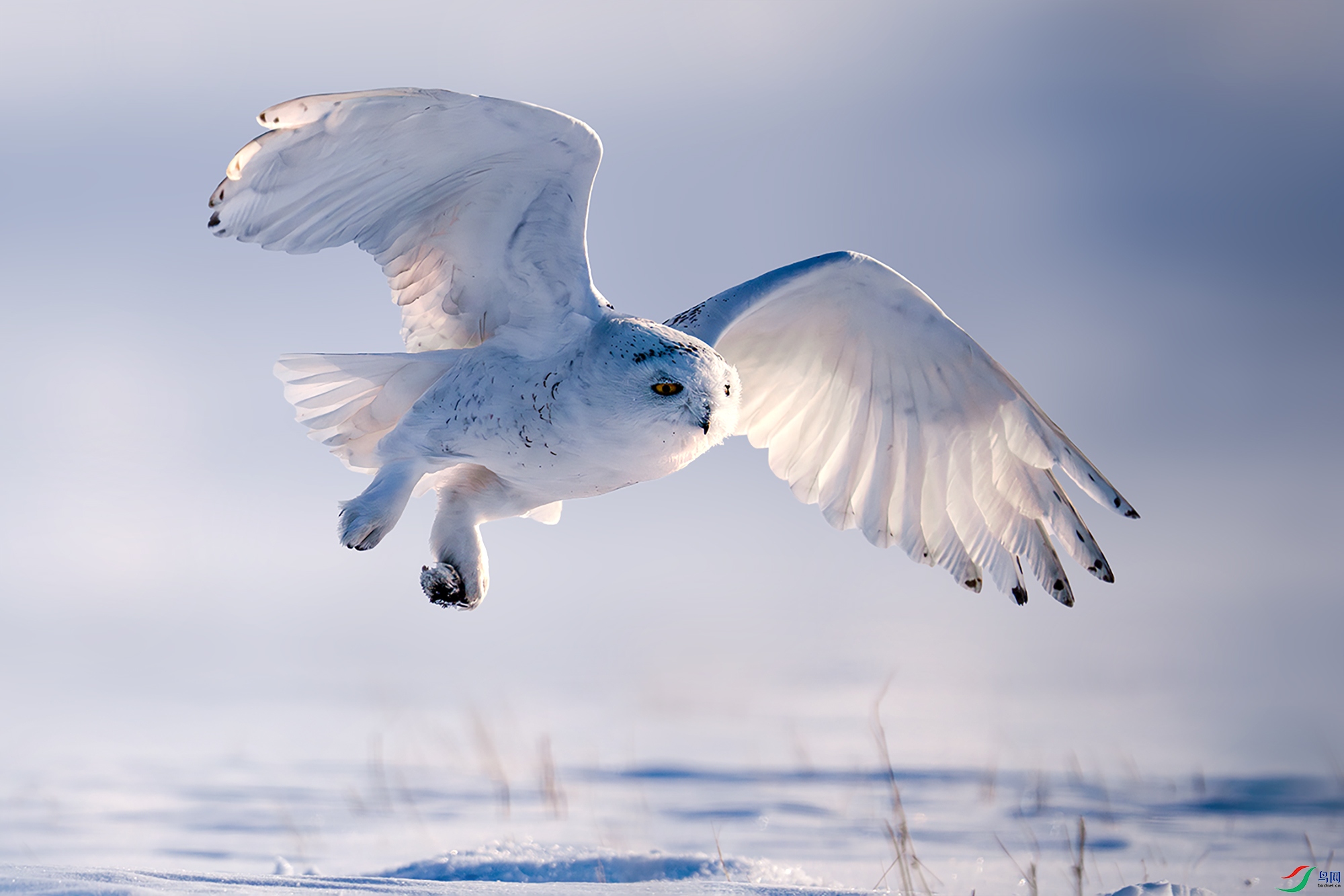 LZW04774-����ǿ-NR ����.jpg