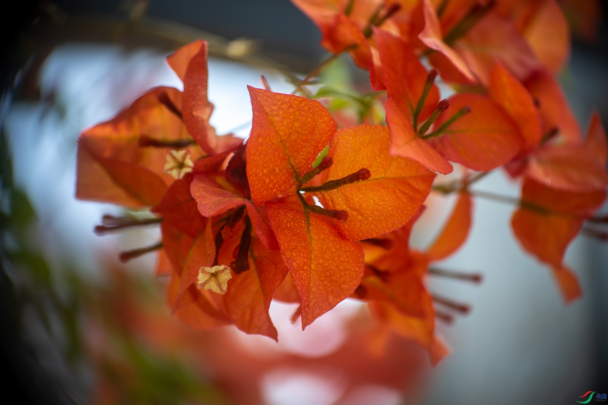 _DSC9029.jpg