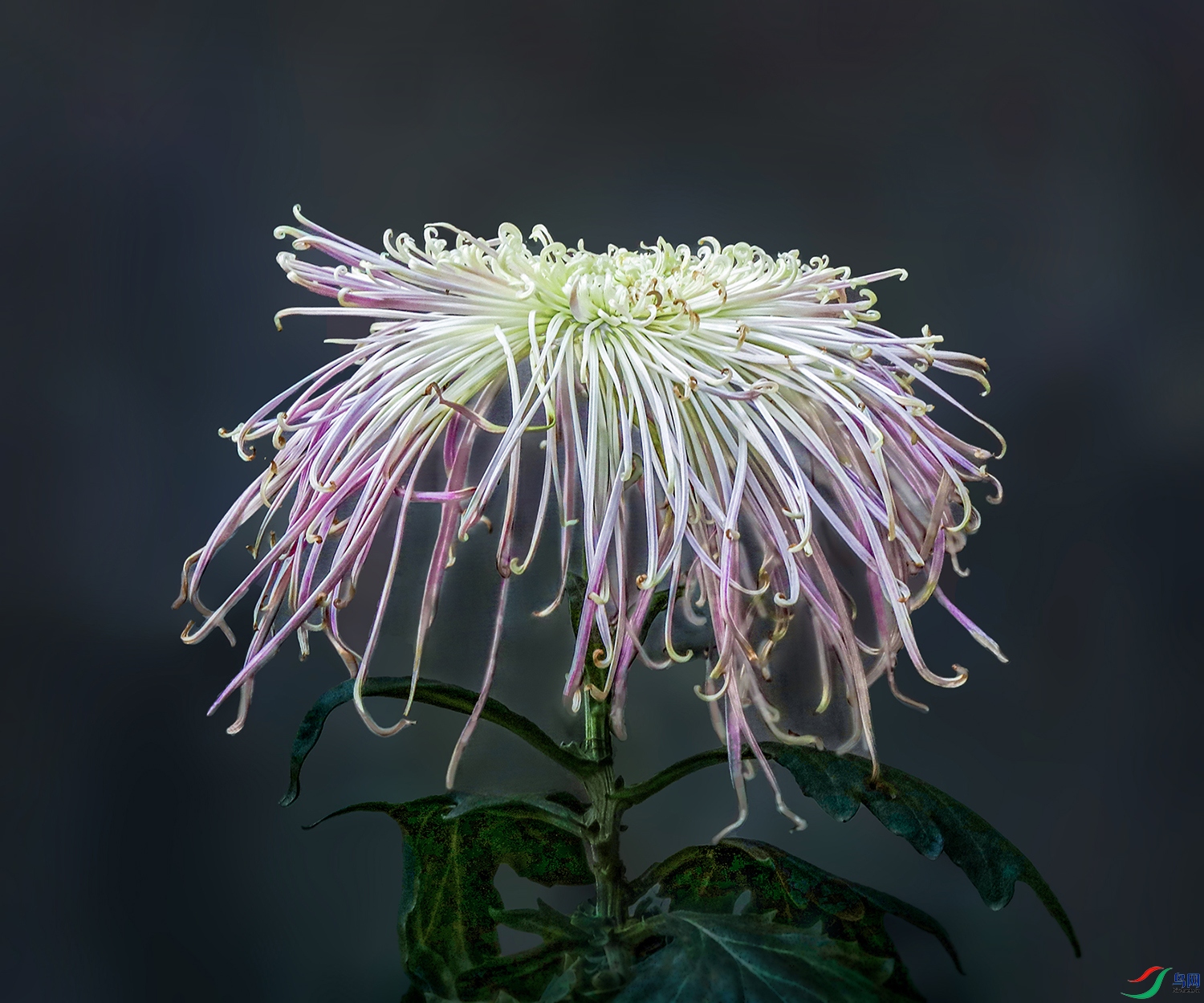 0000583A0315 �񲨱��� 1000k.jpg