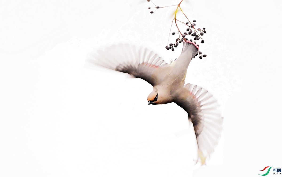 DSC_1129 - ����_����.jpg