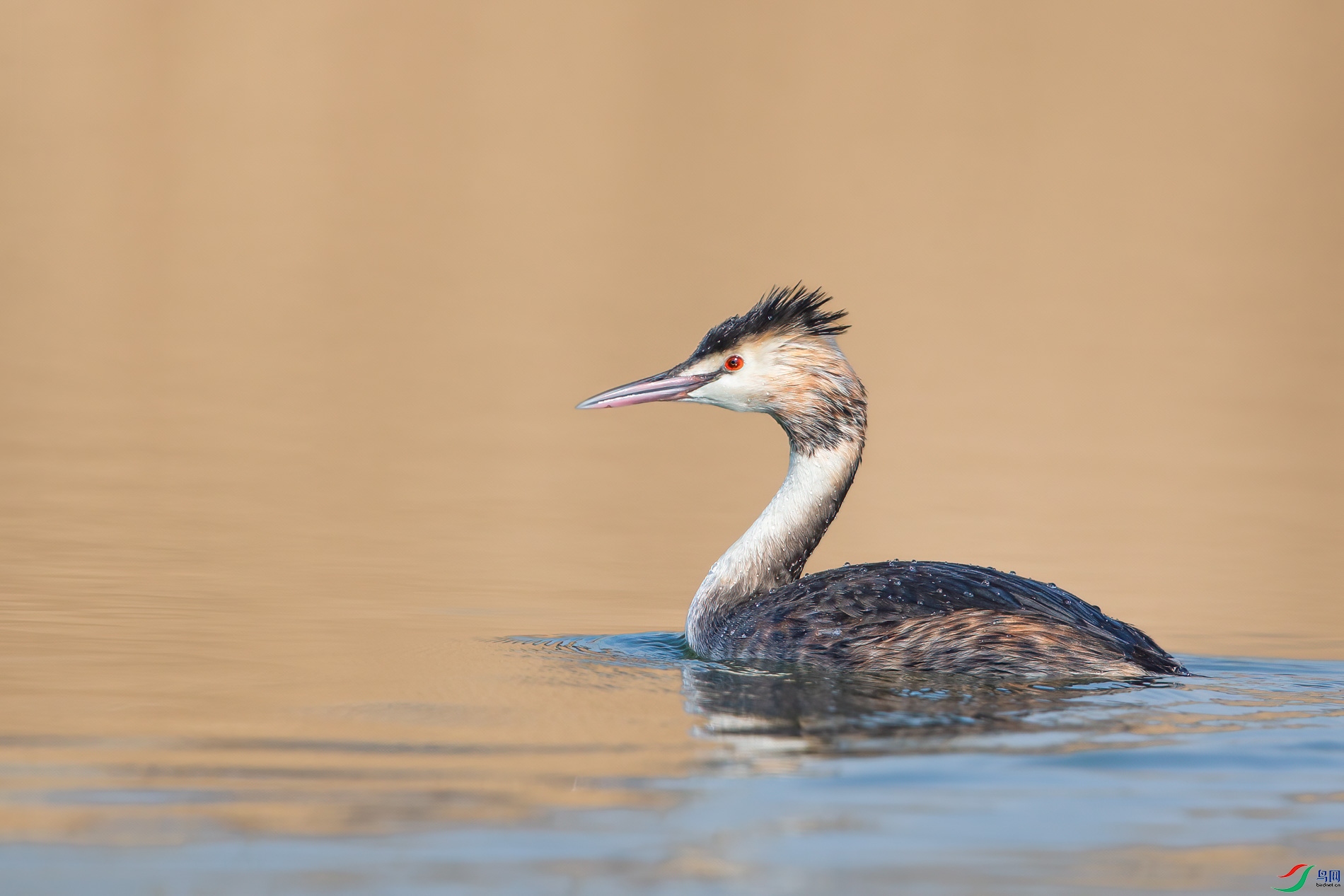 AQ4P7968-1.jpg