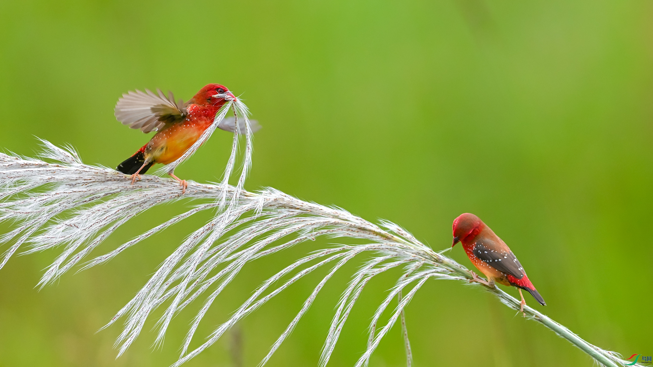 2557 ����.jpg