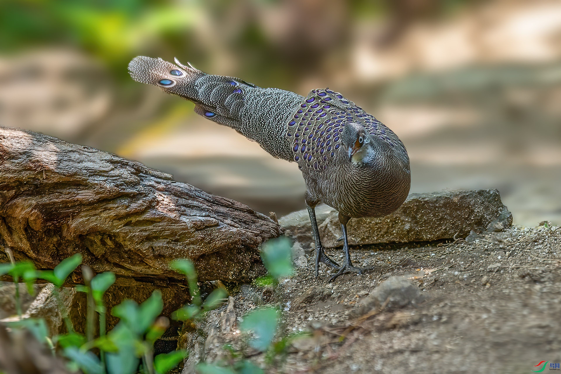 DSC_2626.jpg