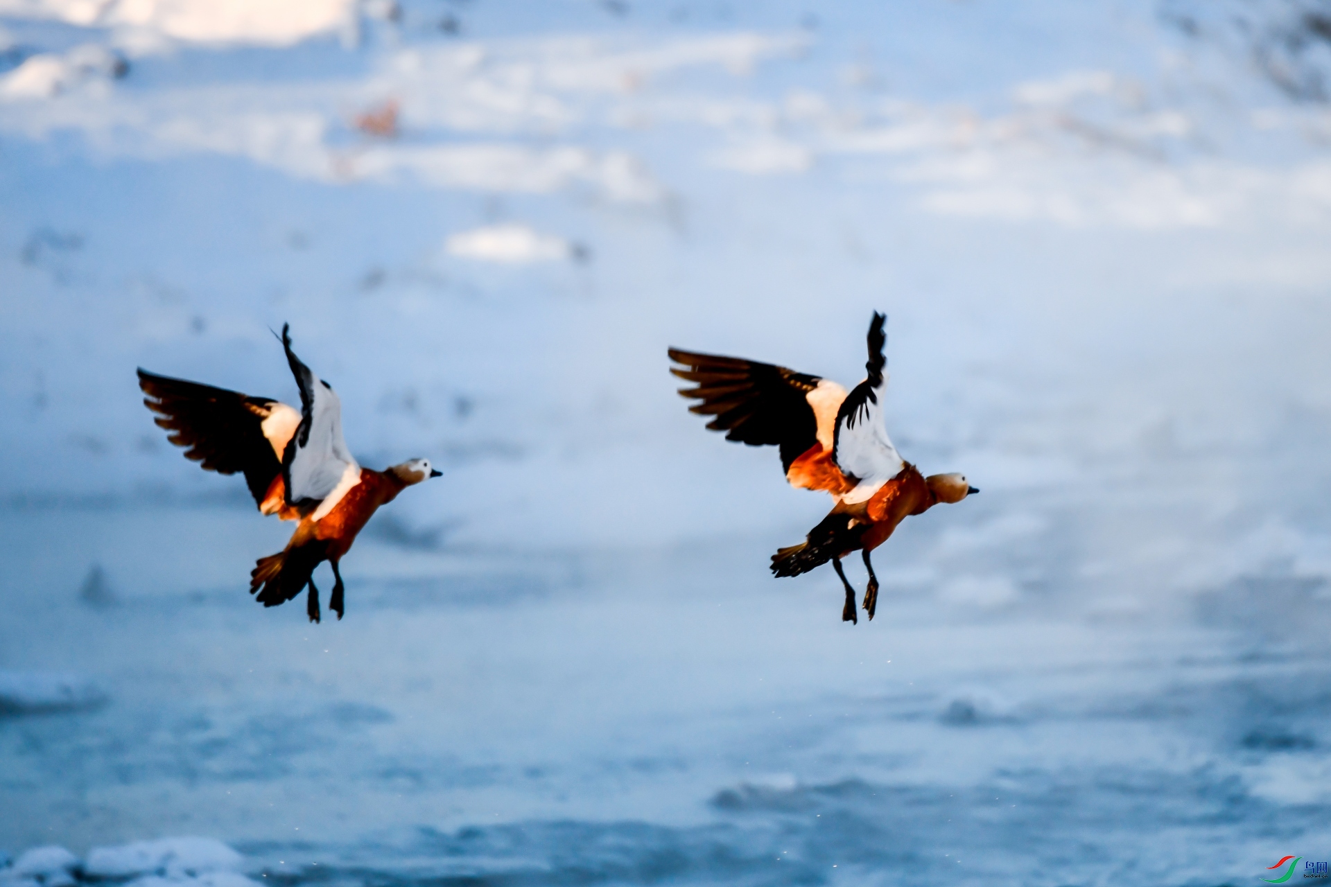 ����˫��