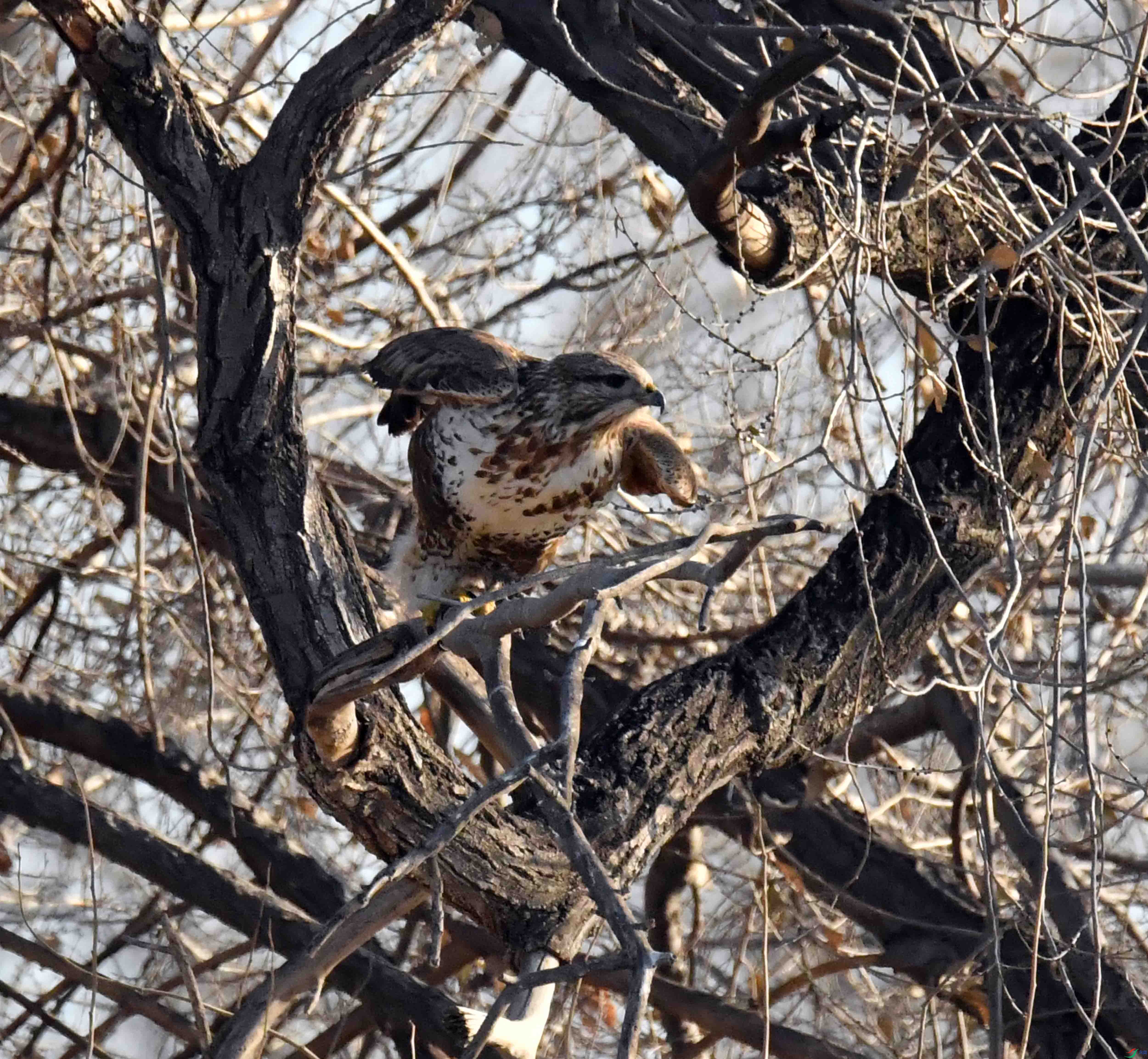 DSC_5386.JPG