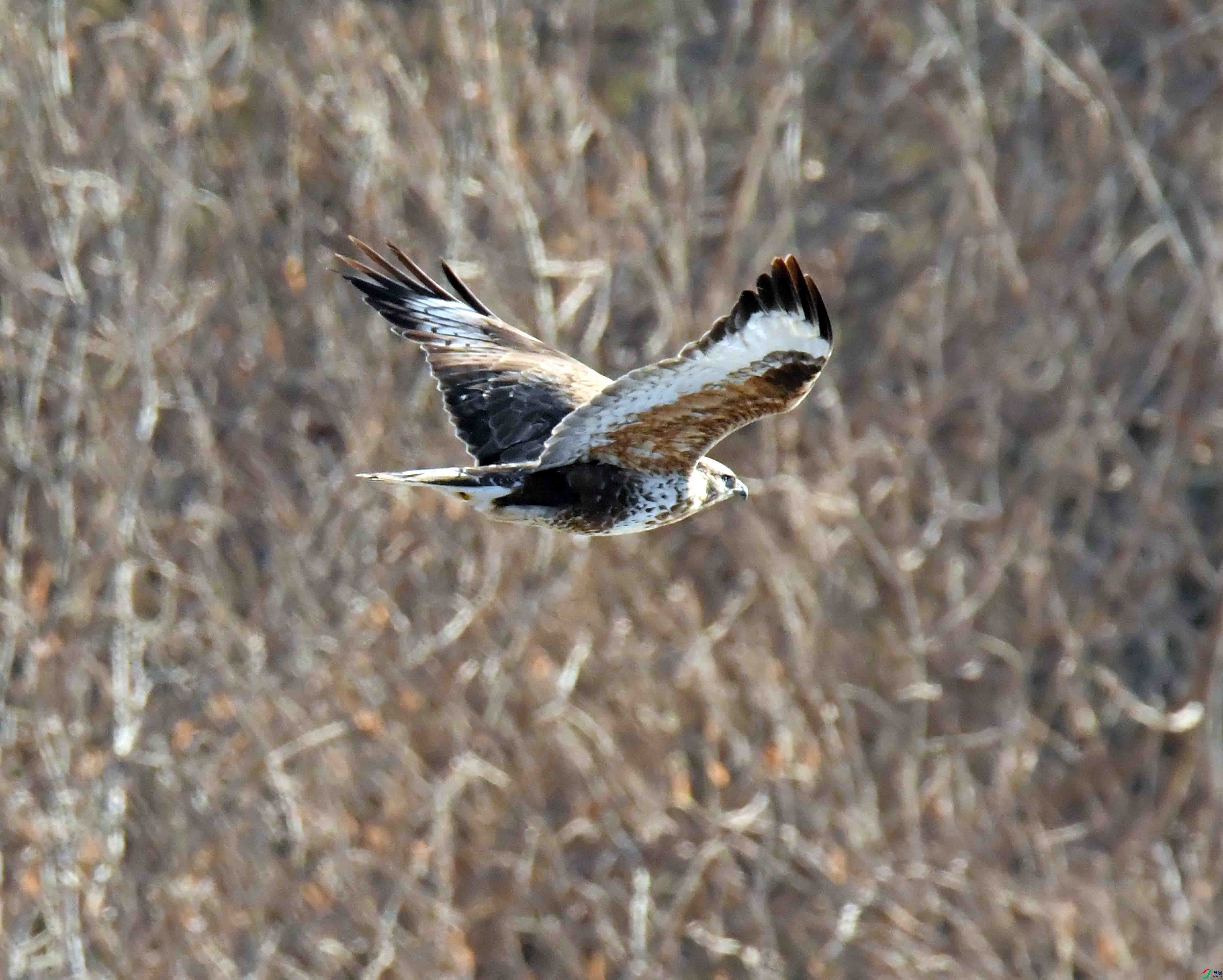 DSC_5398.JPG