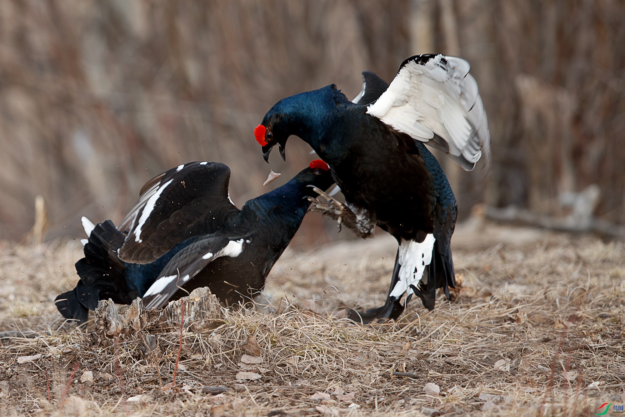 AQ9I0751-����ǿ-NR ����.jpg