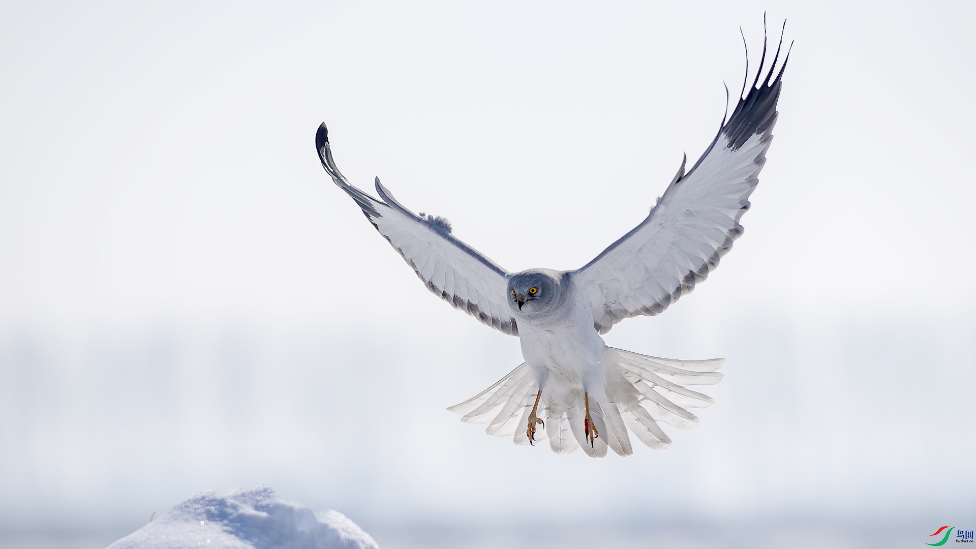 DSC_6n837.jpg
