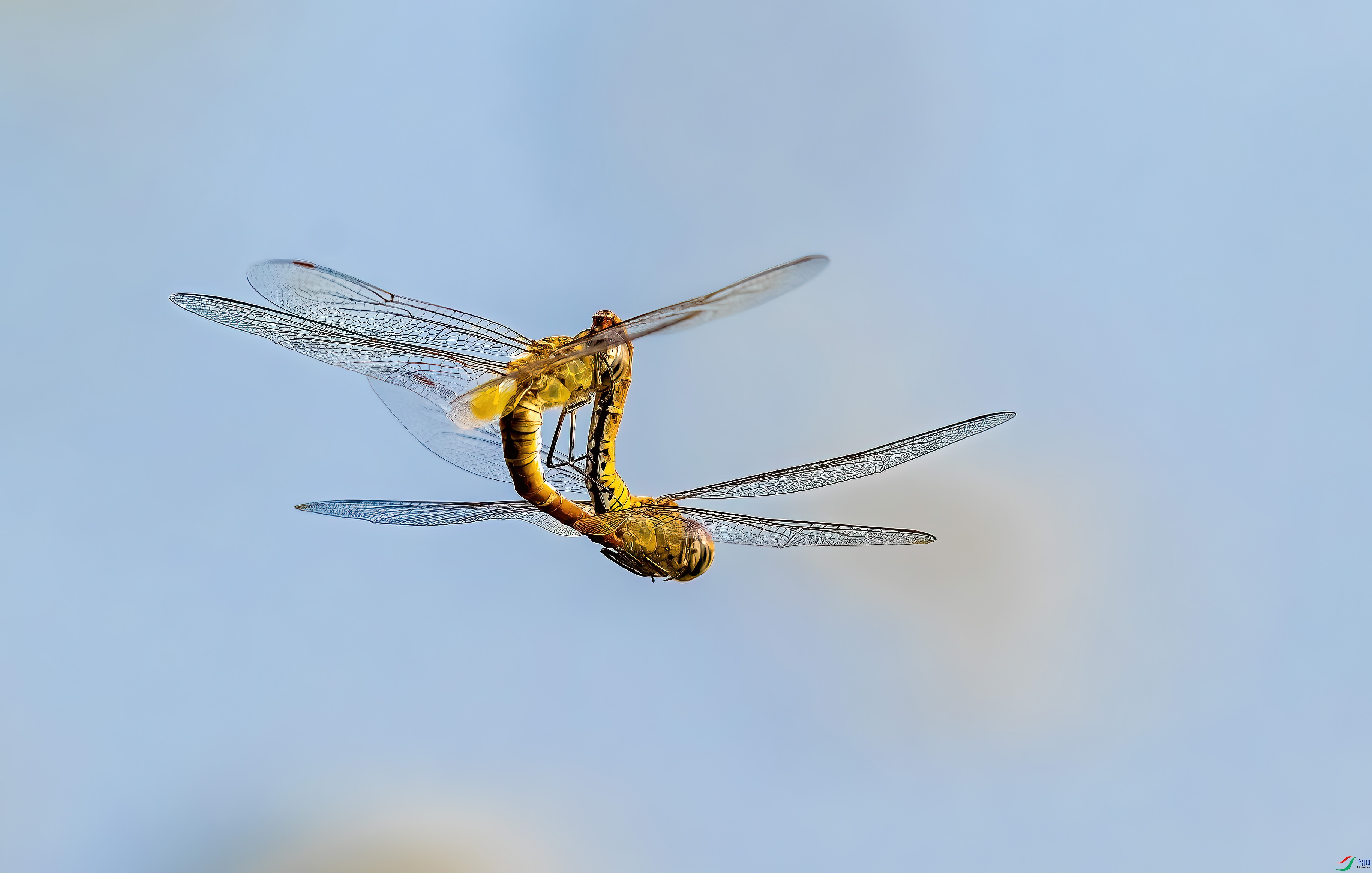 _DSC5794-����ǿ-NR_1.JPG