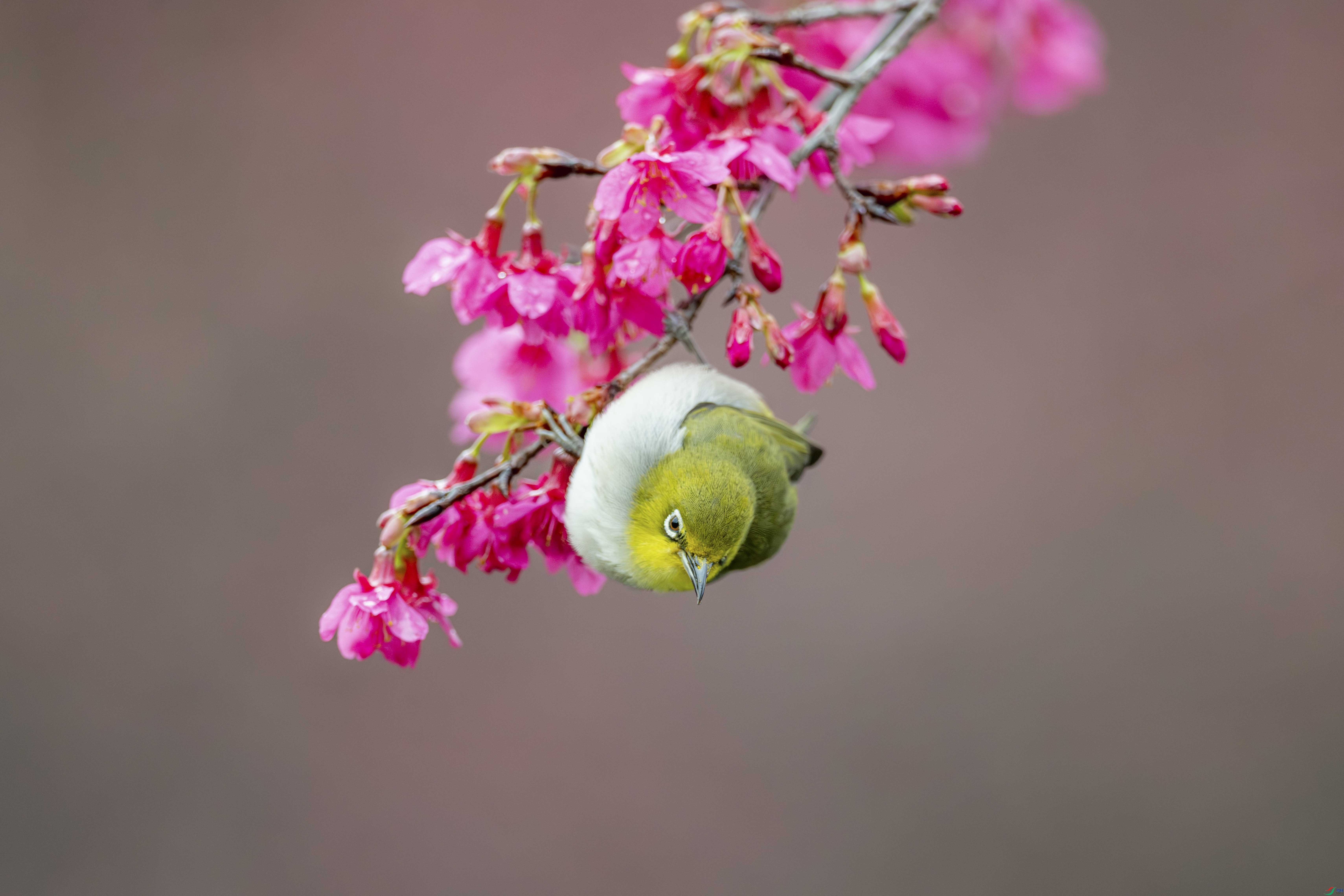 DSC_2528_1.JPG