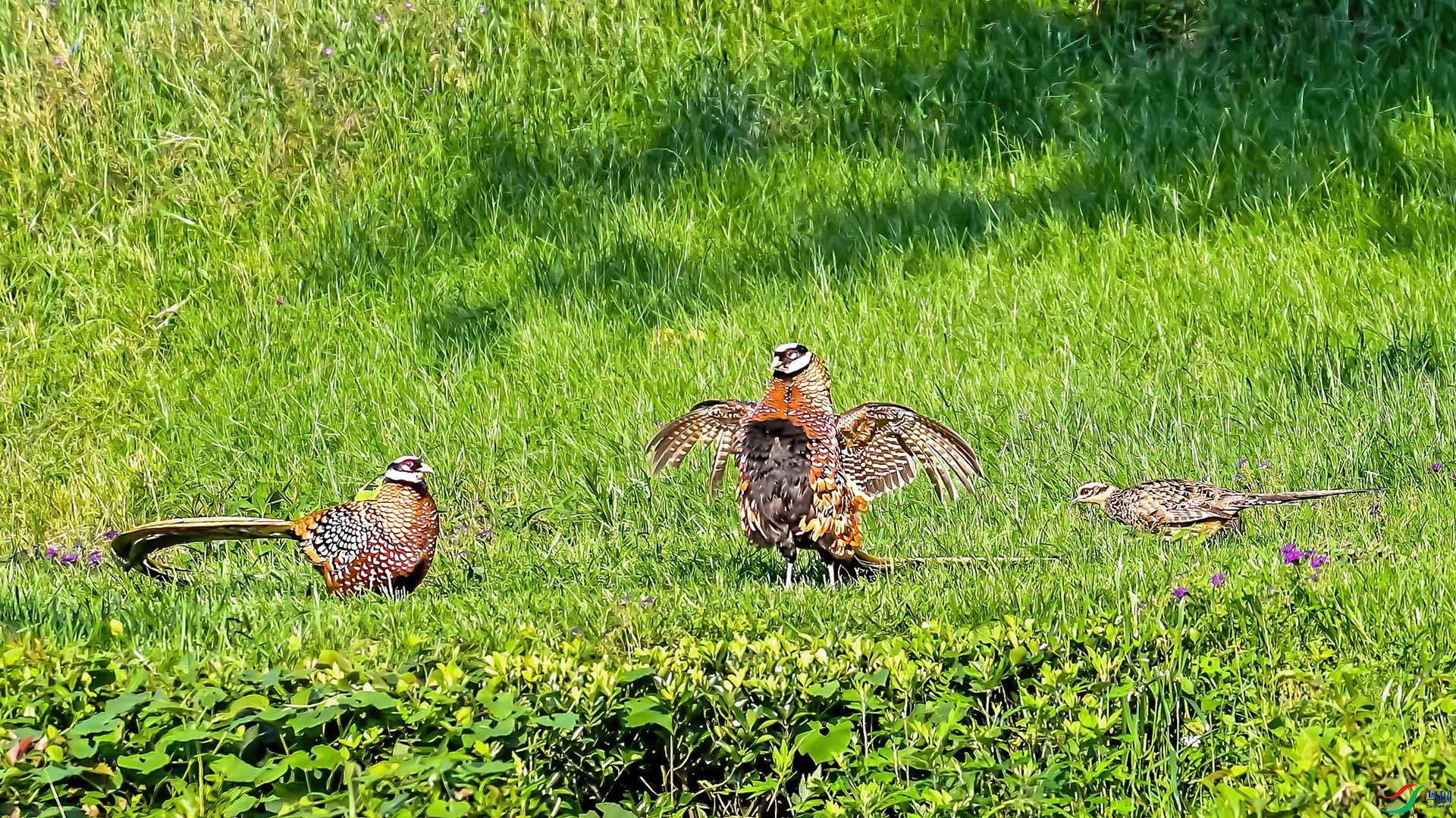 DSC_5285 ����.jpg