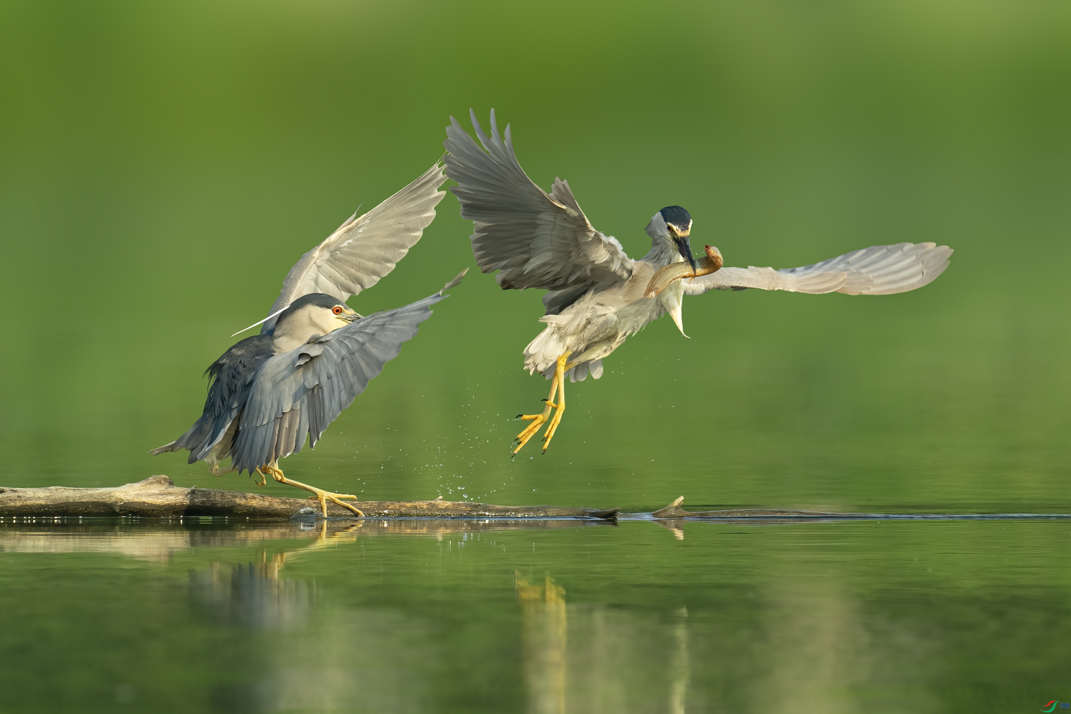 DSC00159 ����.jpg