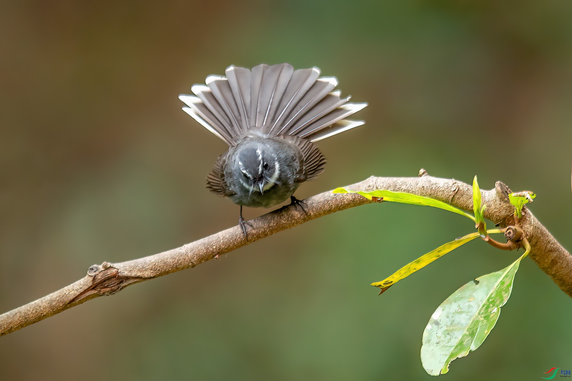 DSC_1694.jpg