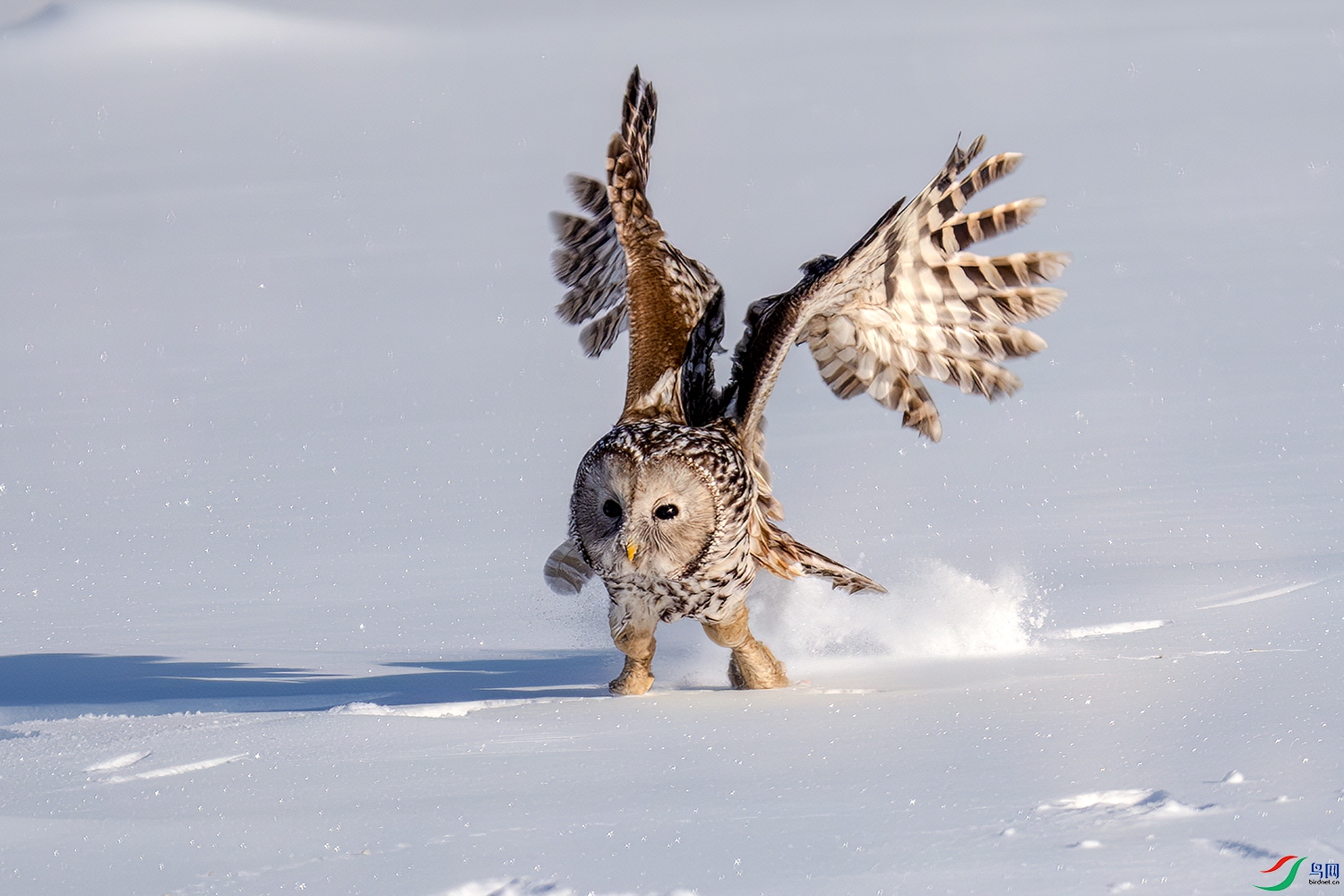 LZW00020-����ǿ-NR ����.jpg