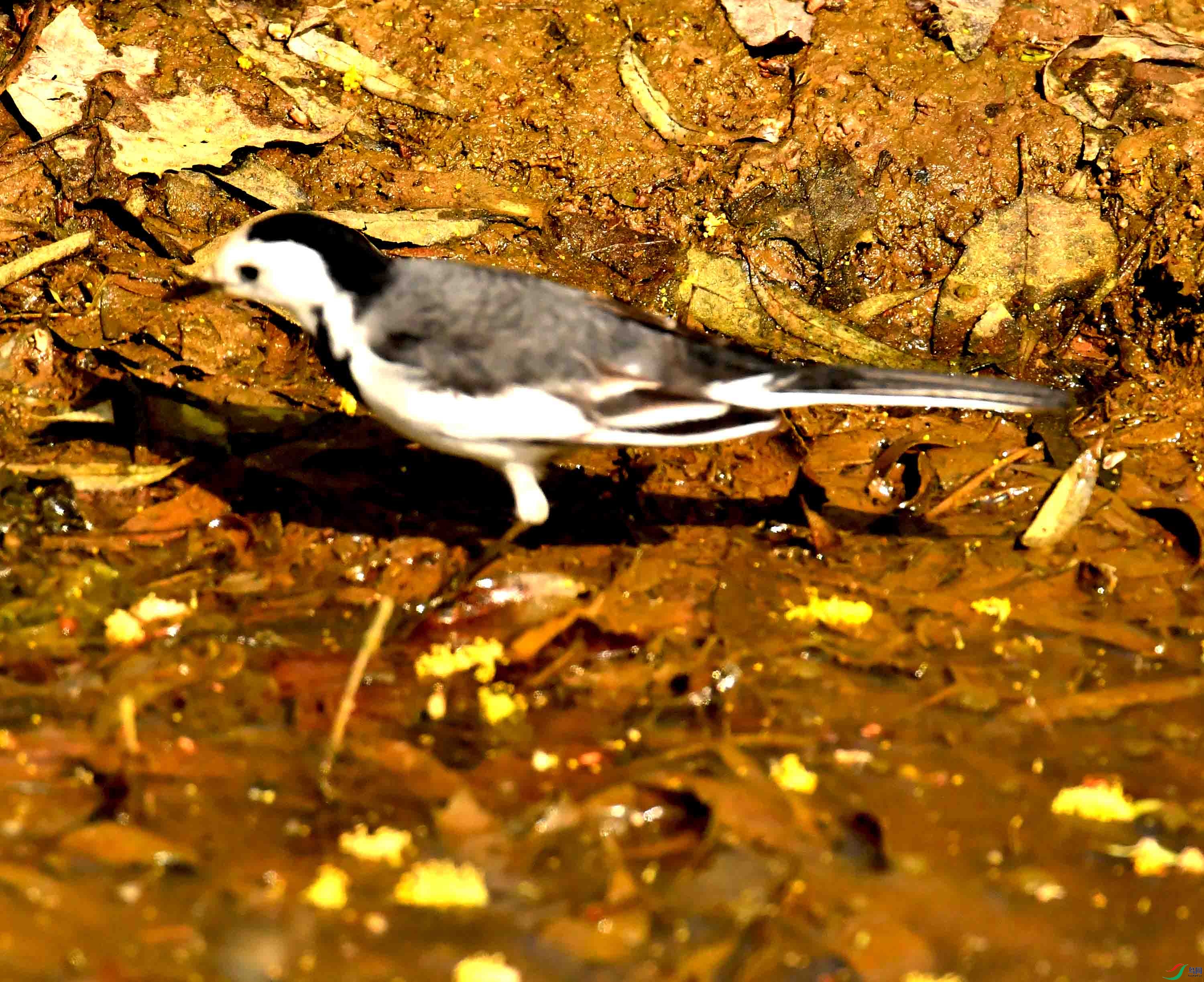 DSC_2051.JPG