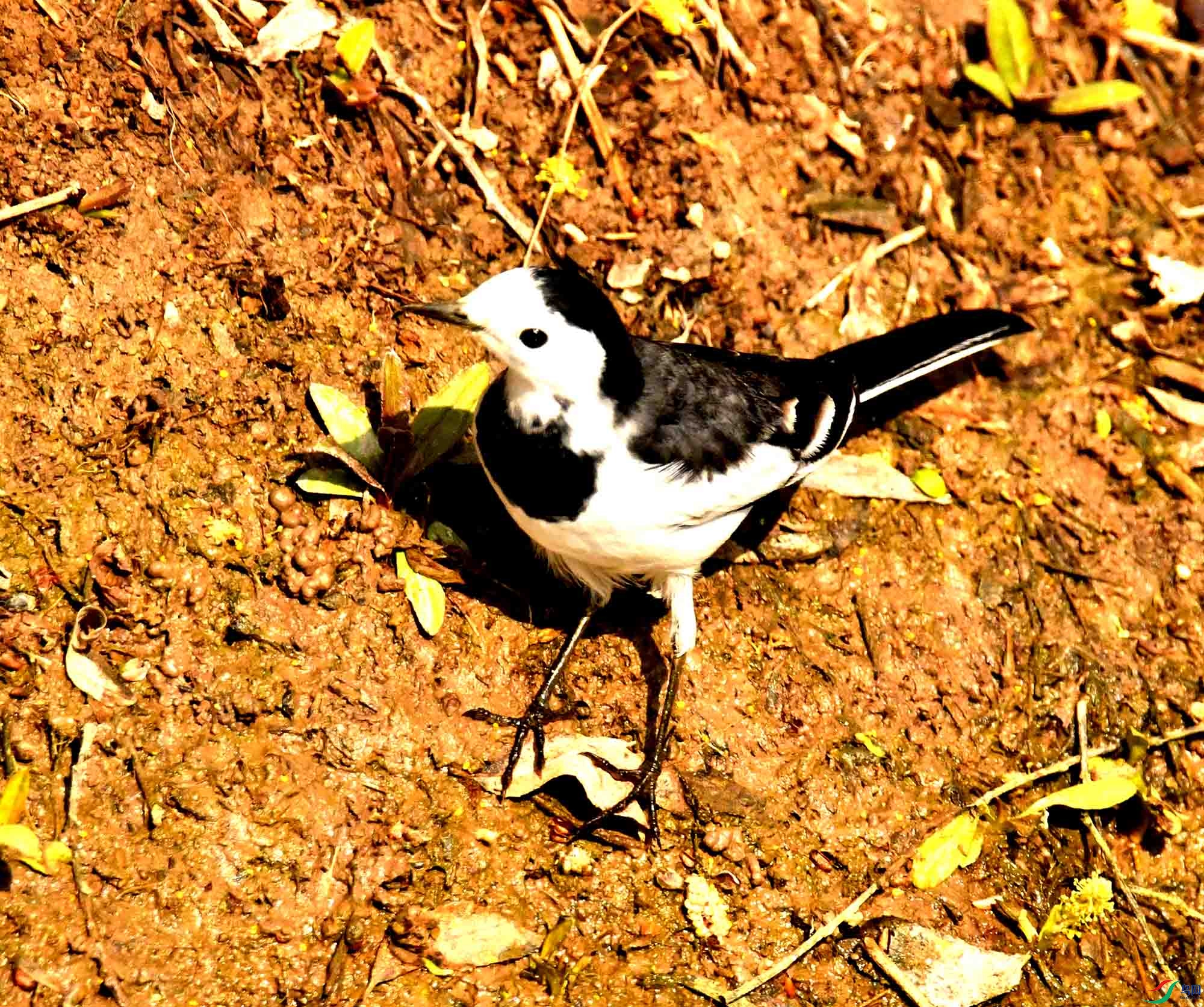 DSC_2061.JPG
