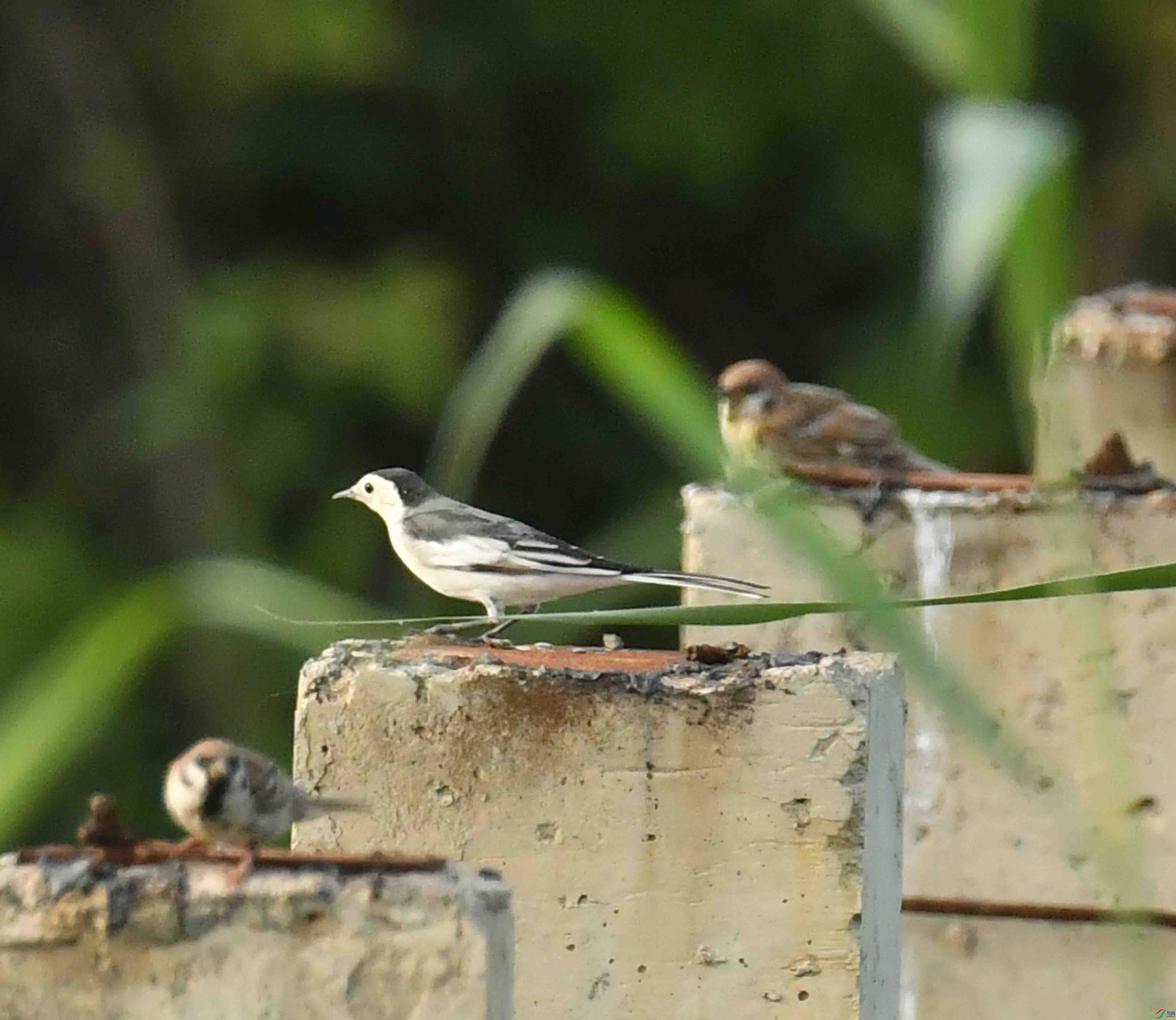 DSC_3081.JPG
