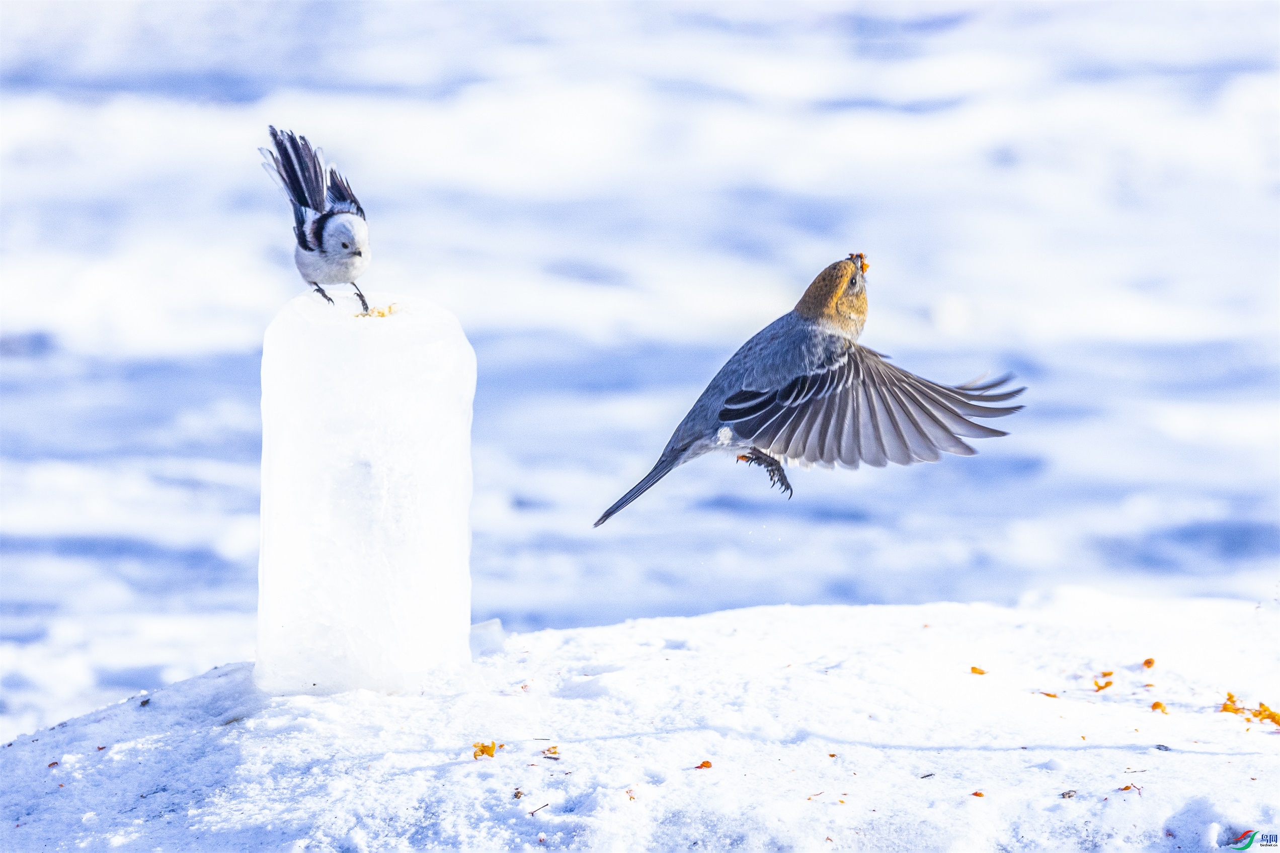 1K3A1920 ����1.jpg