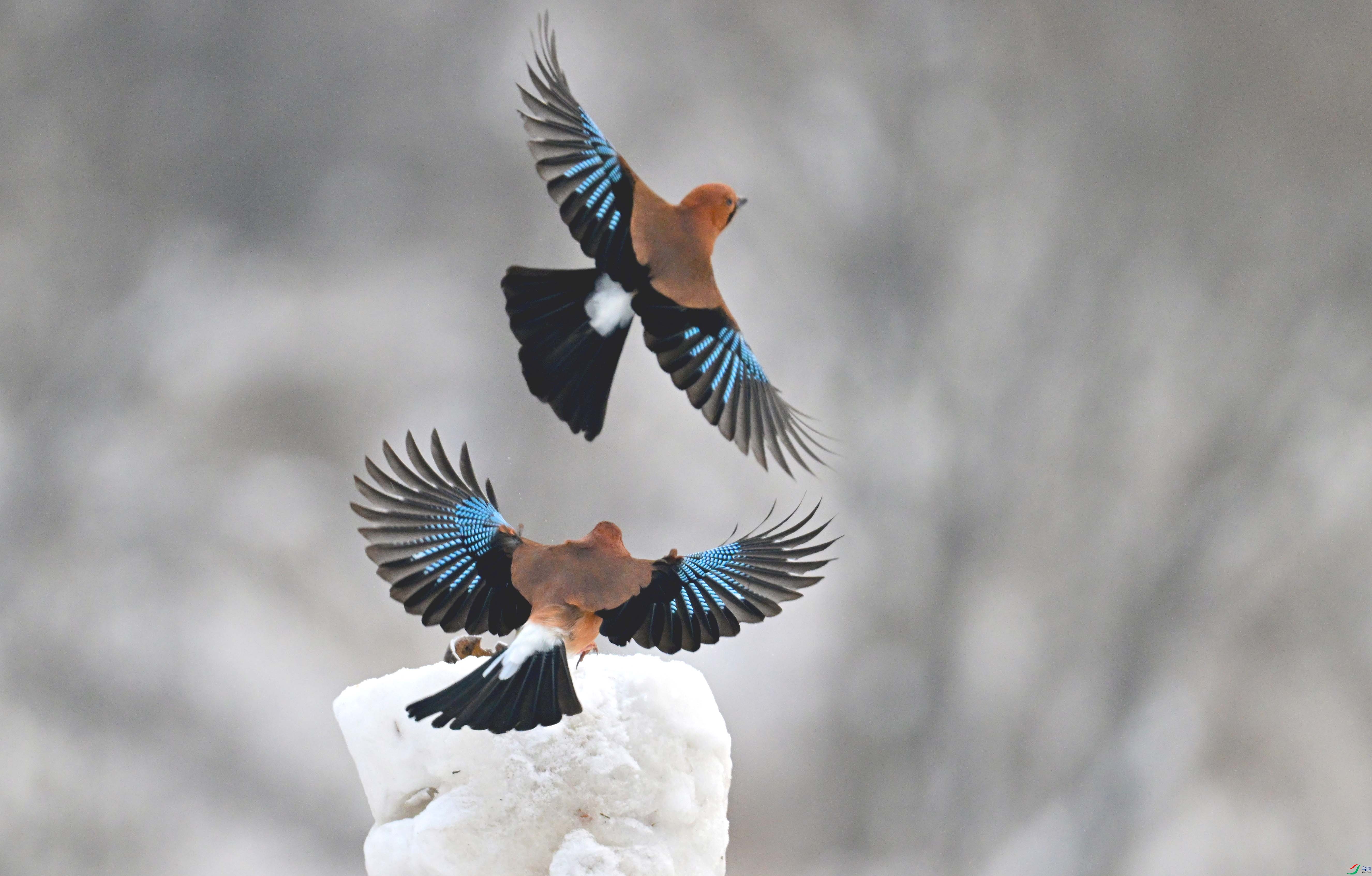 DSC_1419 ����.jpg