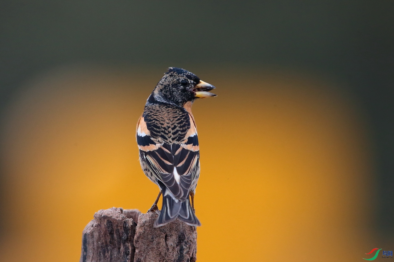 �������AV1I9329 - ���� (2) - ����.JPG