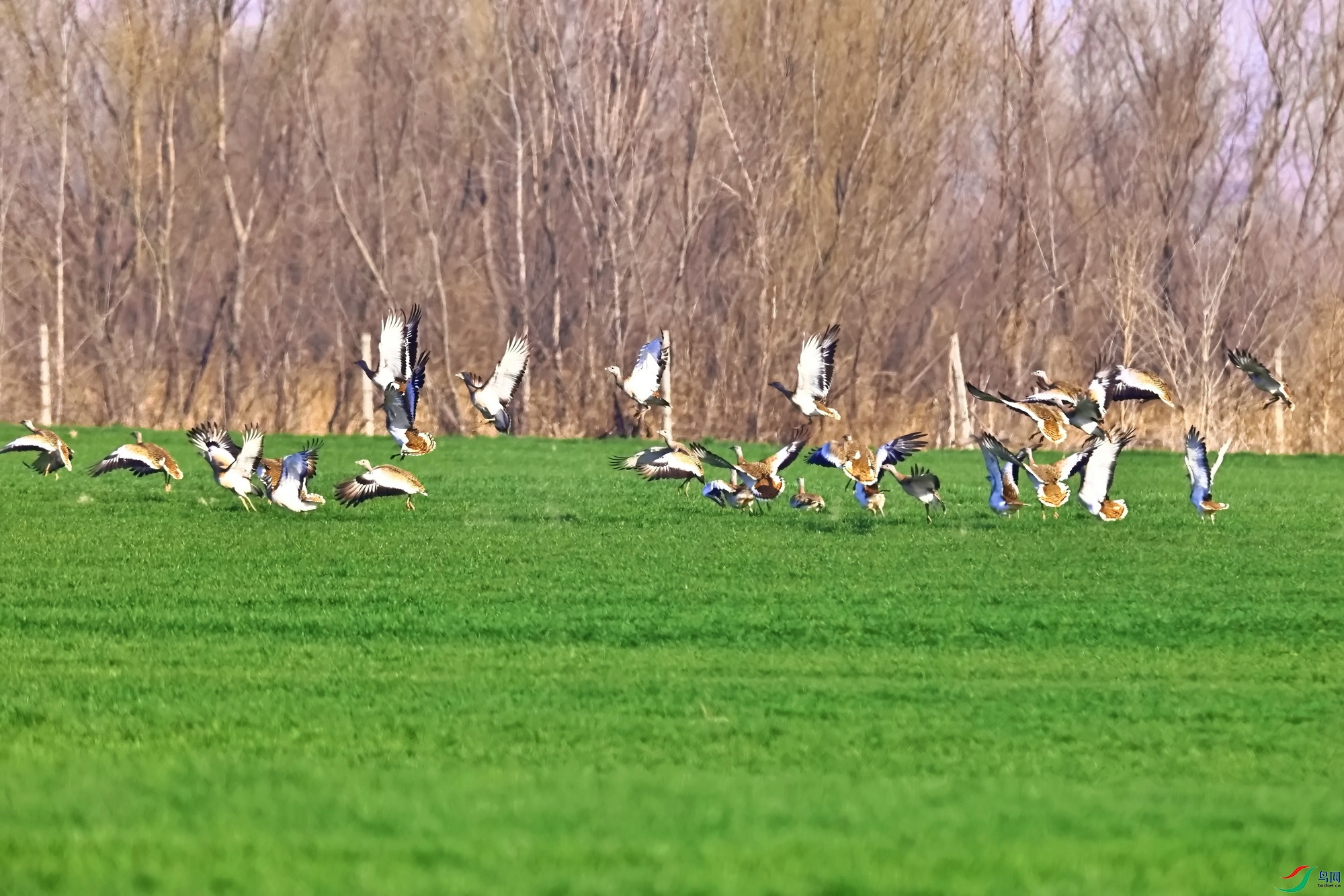 IMG_1866-1.JPG