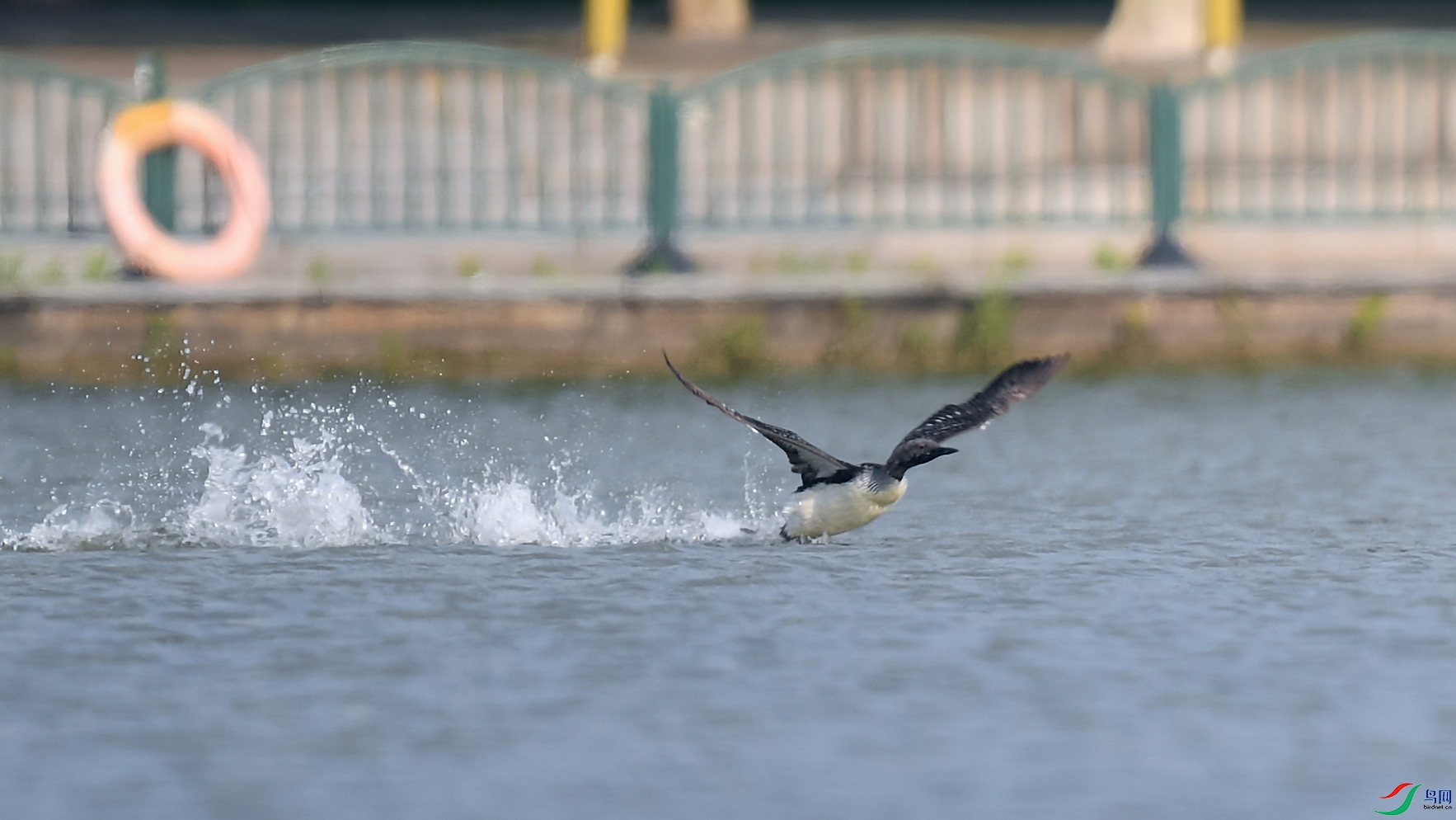 DSC_3557aa.jpg