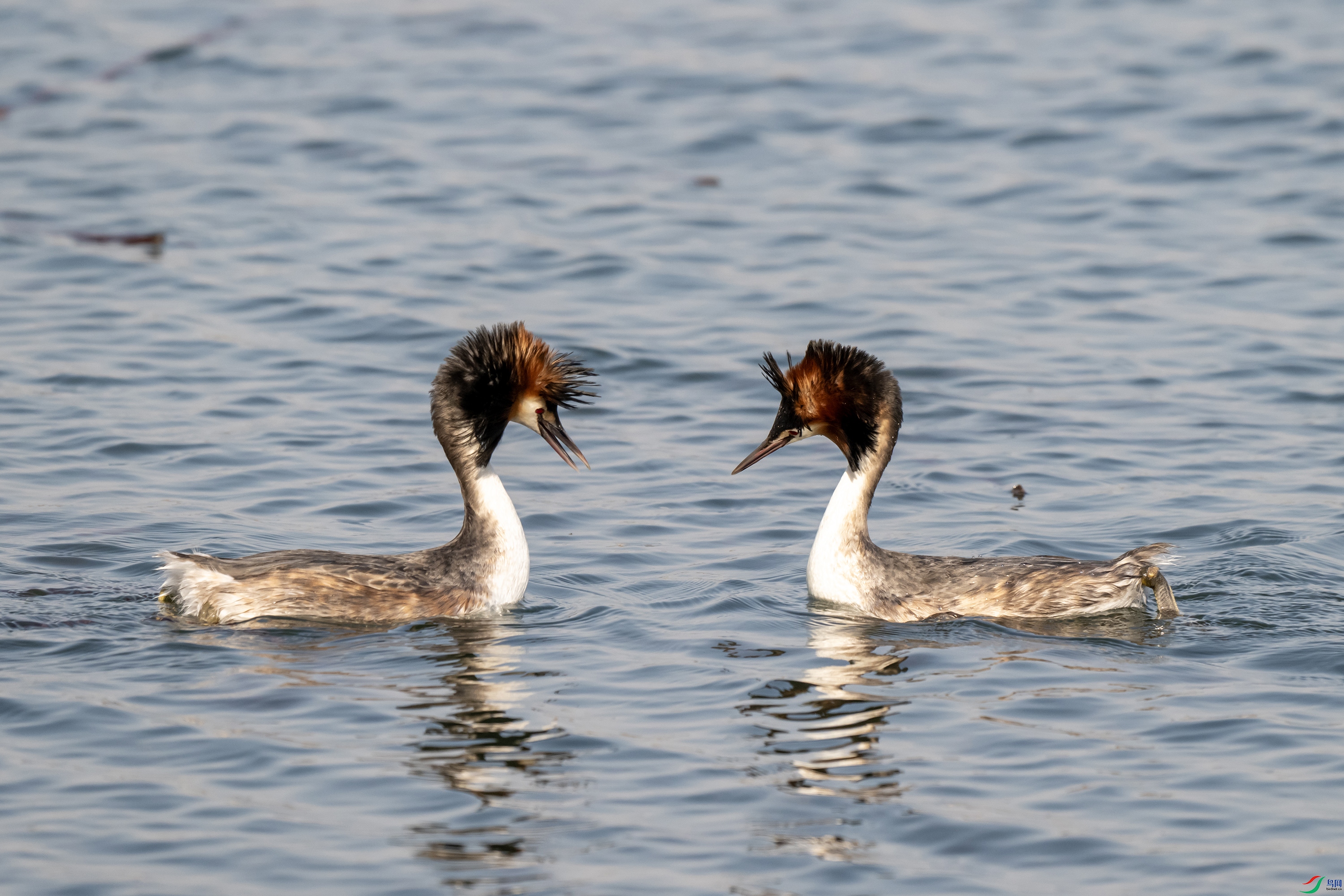 DSC_1998 ����.jpg