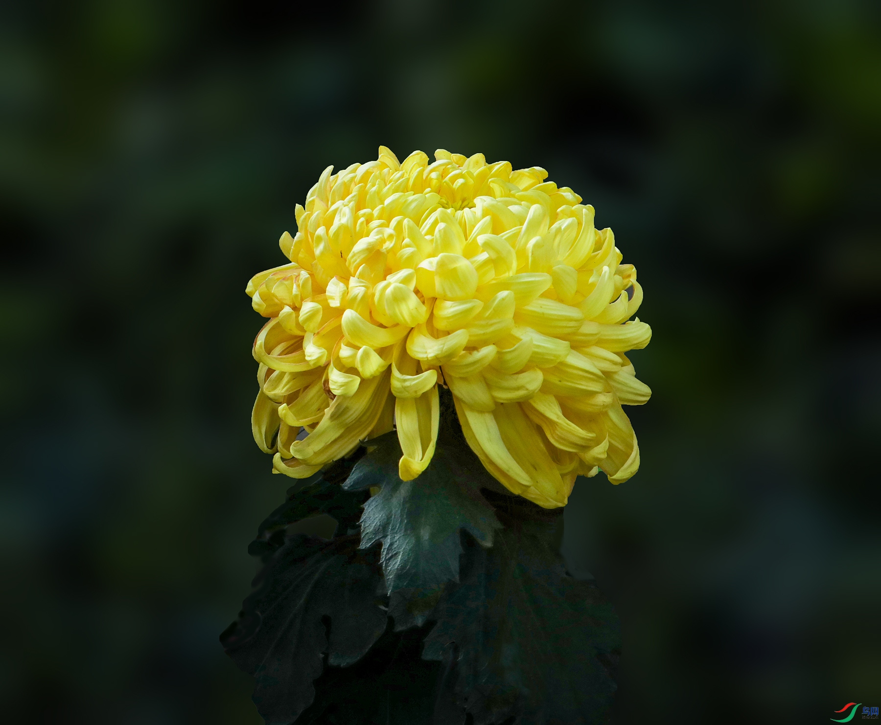 0000583A0325 �������� 1000k.jpg