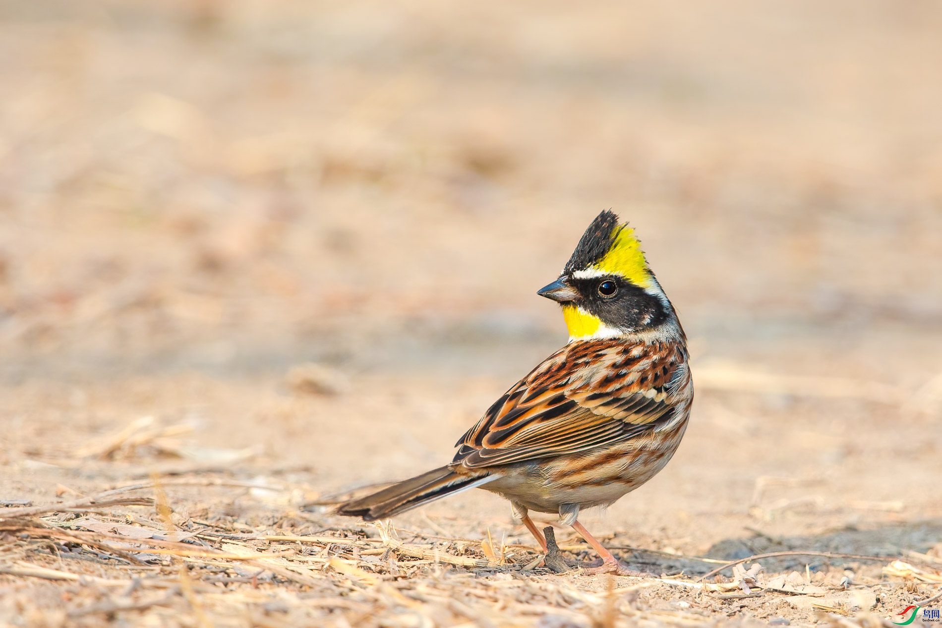 AQ4P8538-1.jpg