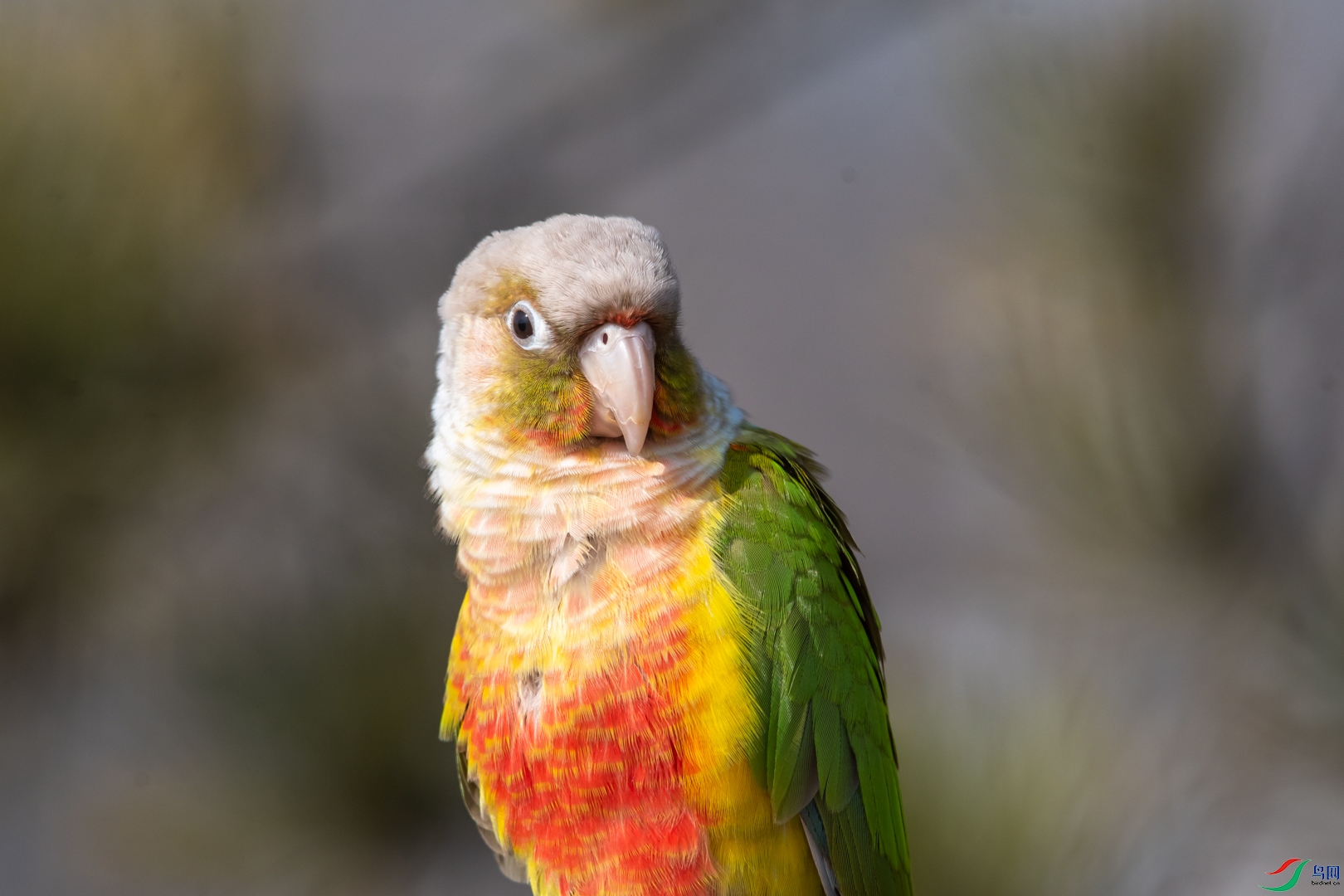 DSC_4241.jpg
