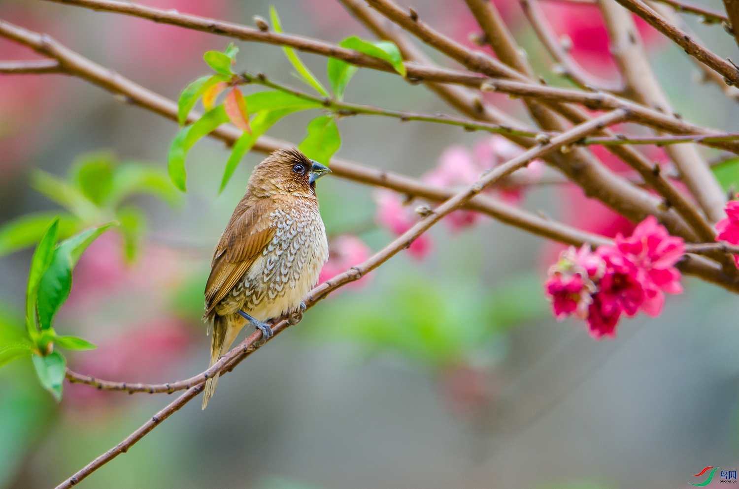 DSC_3961.jpg