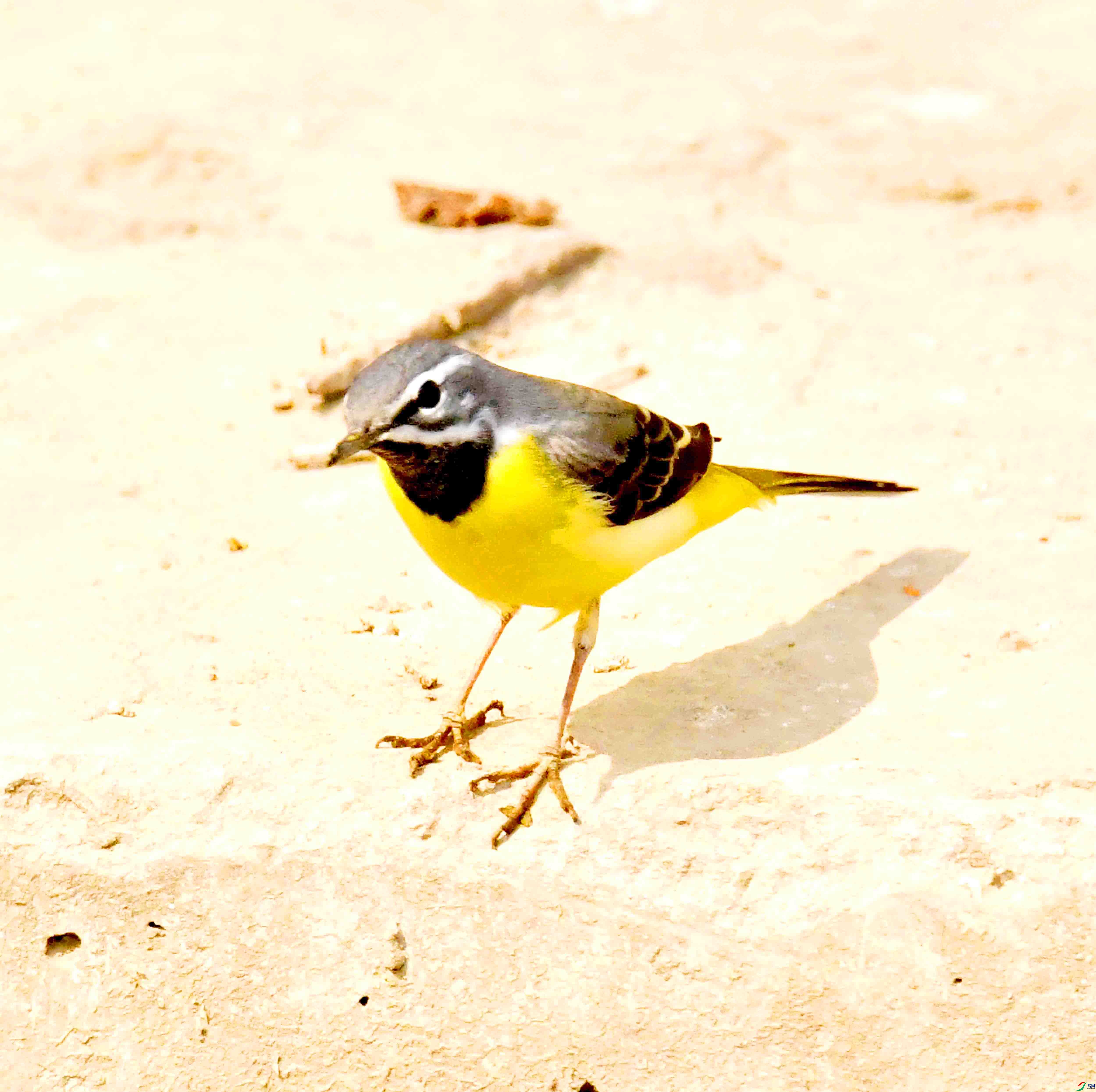 DSC_2299.JPG